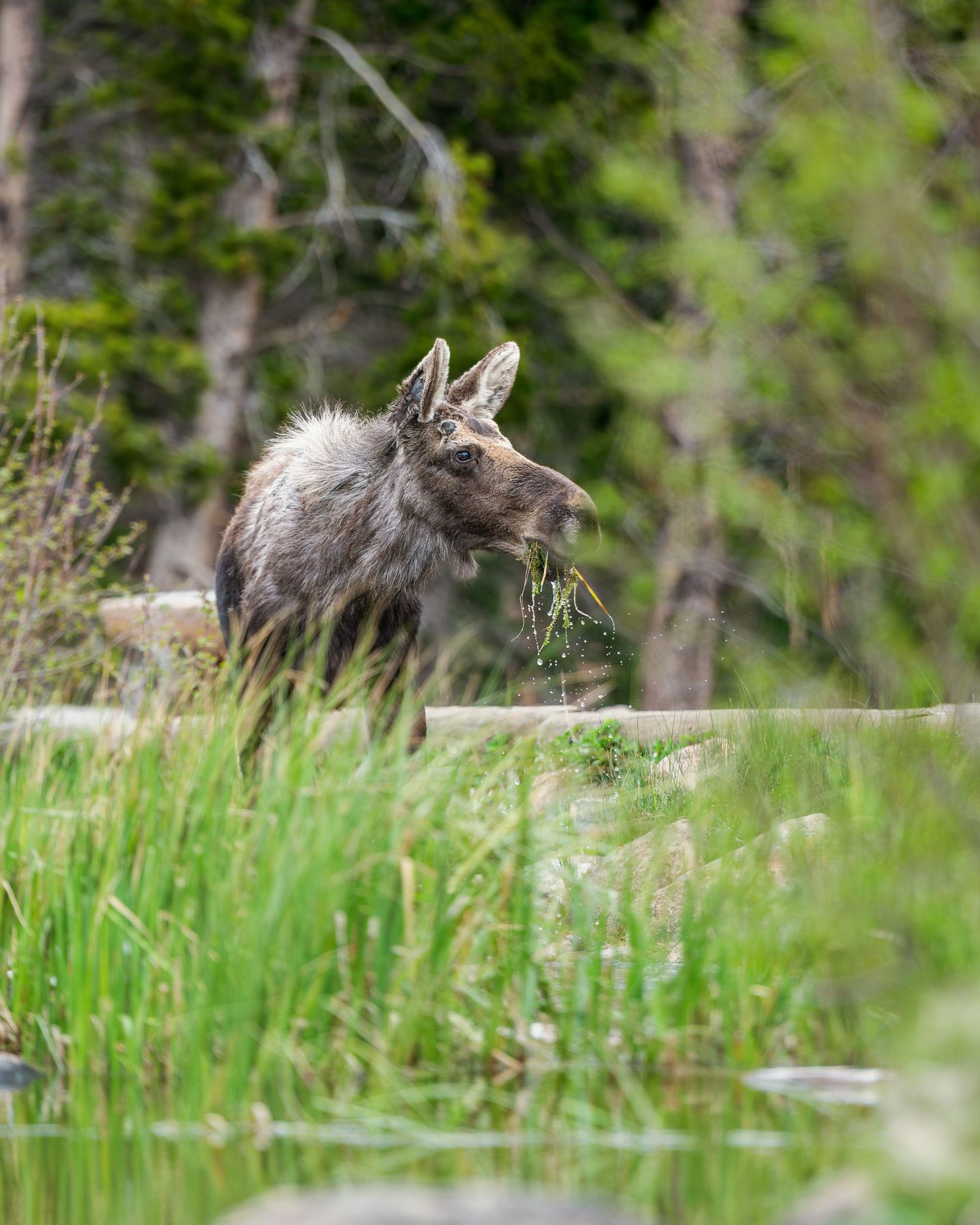 Young moose calf eating aquatic plants near a rocky stream in a forest.