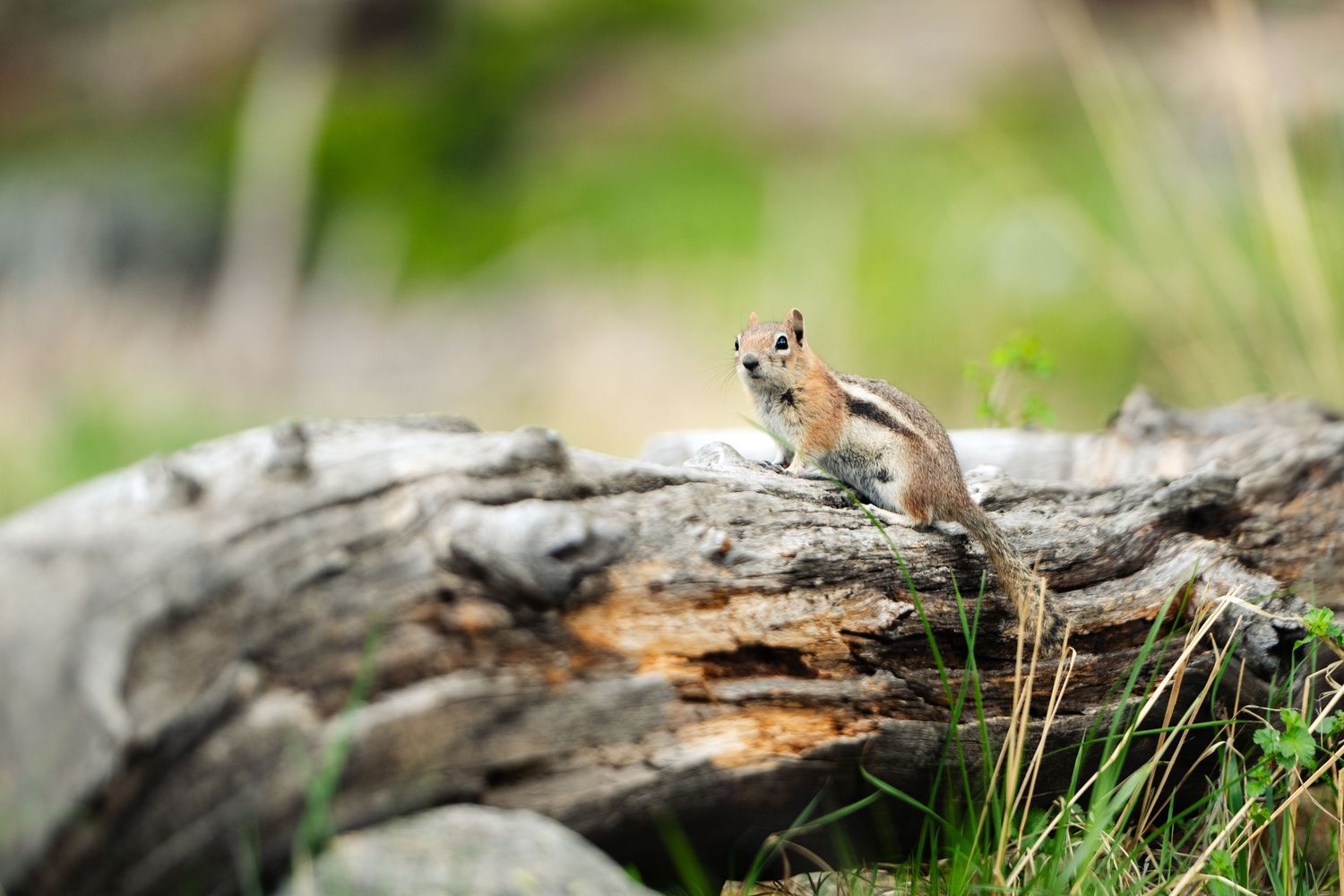 A chipmunk stands alert on a weathered log surrounded by green grass in a natural outdoor setting.
