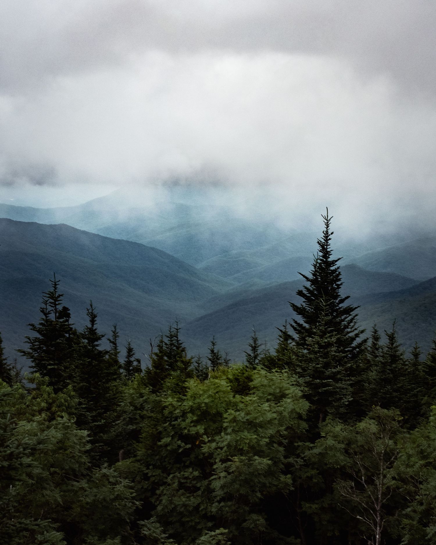 Misty mountain landscape with evergreen pine trees in foreground and fog-covered peaks in moody overcast sky.