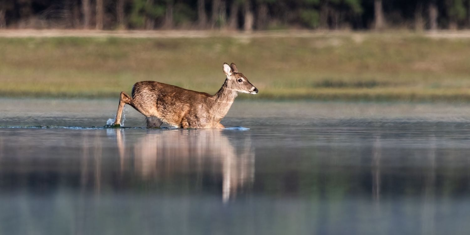 A white-tailed deer gracefully runs across a calm, reflective lake with a green meadow in the background.