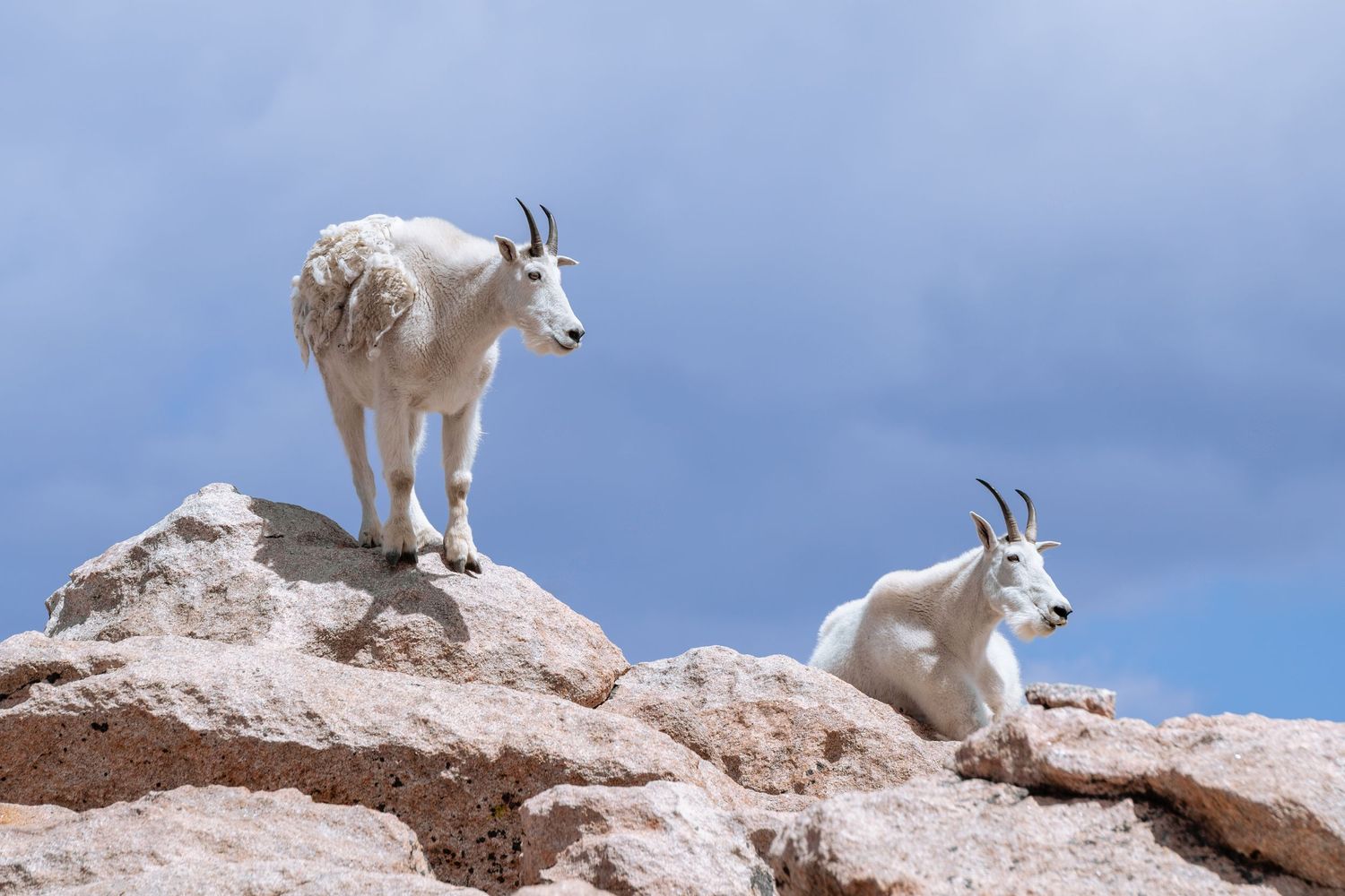 Two white mountain goats resting and standing on rocky terrain against a cloudy blue sky.