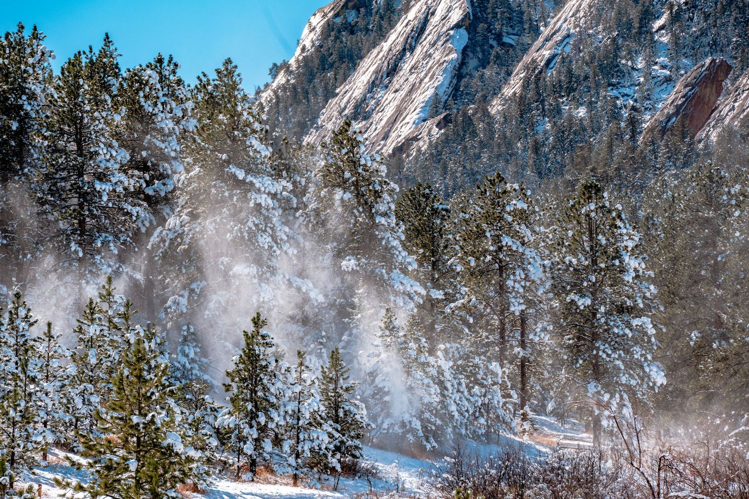 Snow-dusted pine trees with misty fog rising near rocky Flatirons in Boulder, Colorado winter.