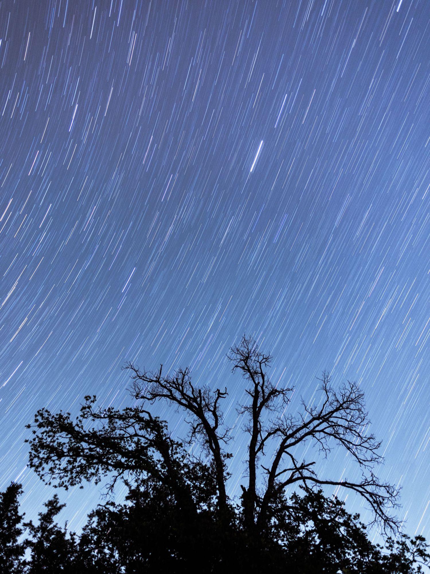 Long exposure star trails streak across a deep blue night sky above silhouetted bare trees.