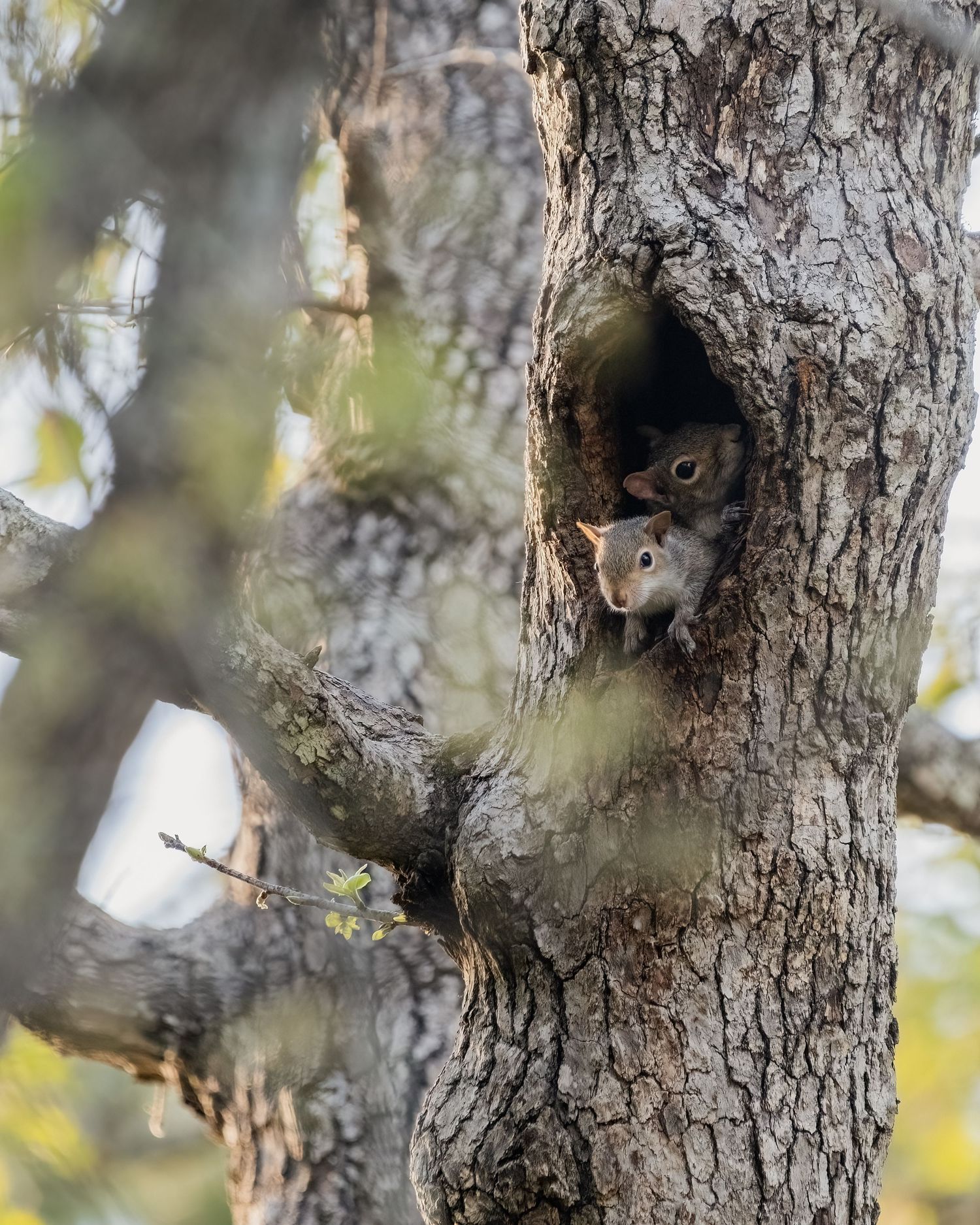 Two squirrels peek out from a hollow cavity in a textured tree trunk surrounded by blurred forest foliage.