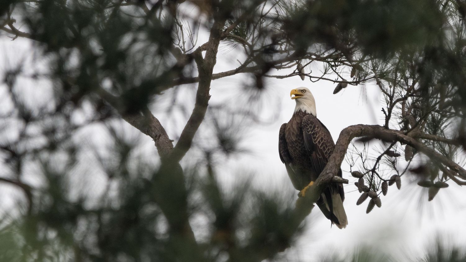 A majestic bald eagle perched on a tree branch surrounded by pine foliage against a cloudy sky.