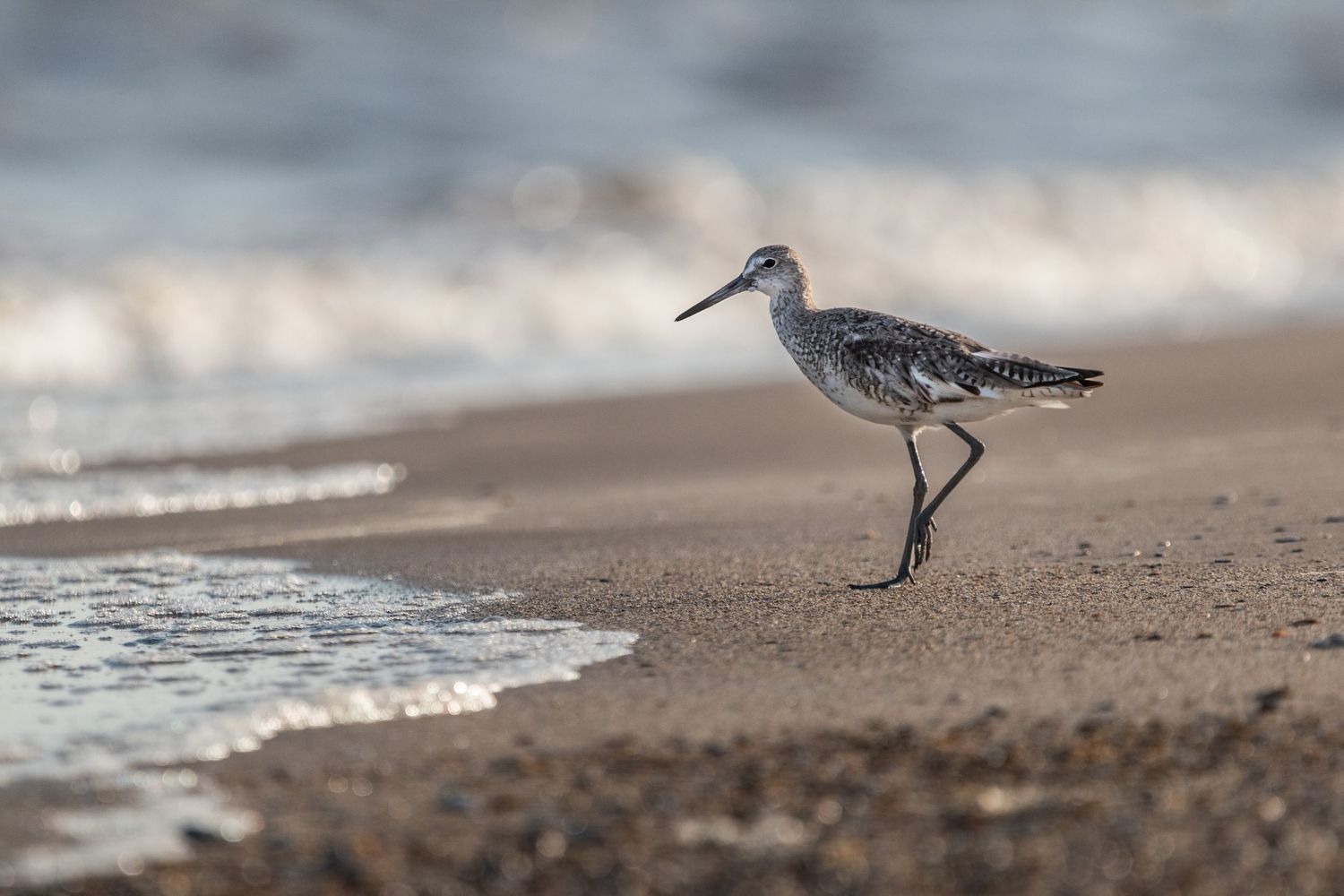 A sandpiper wading along a sandy shoreline with gentle ocean waves in the background.