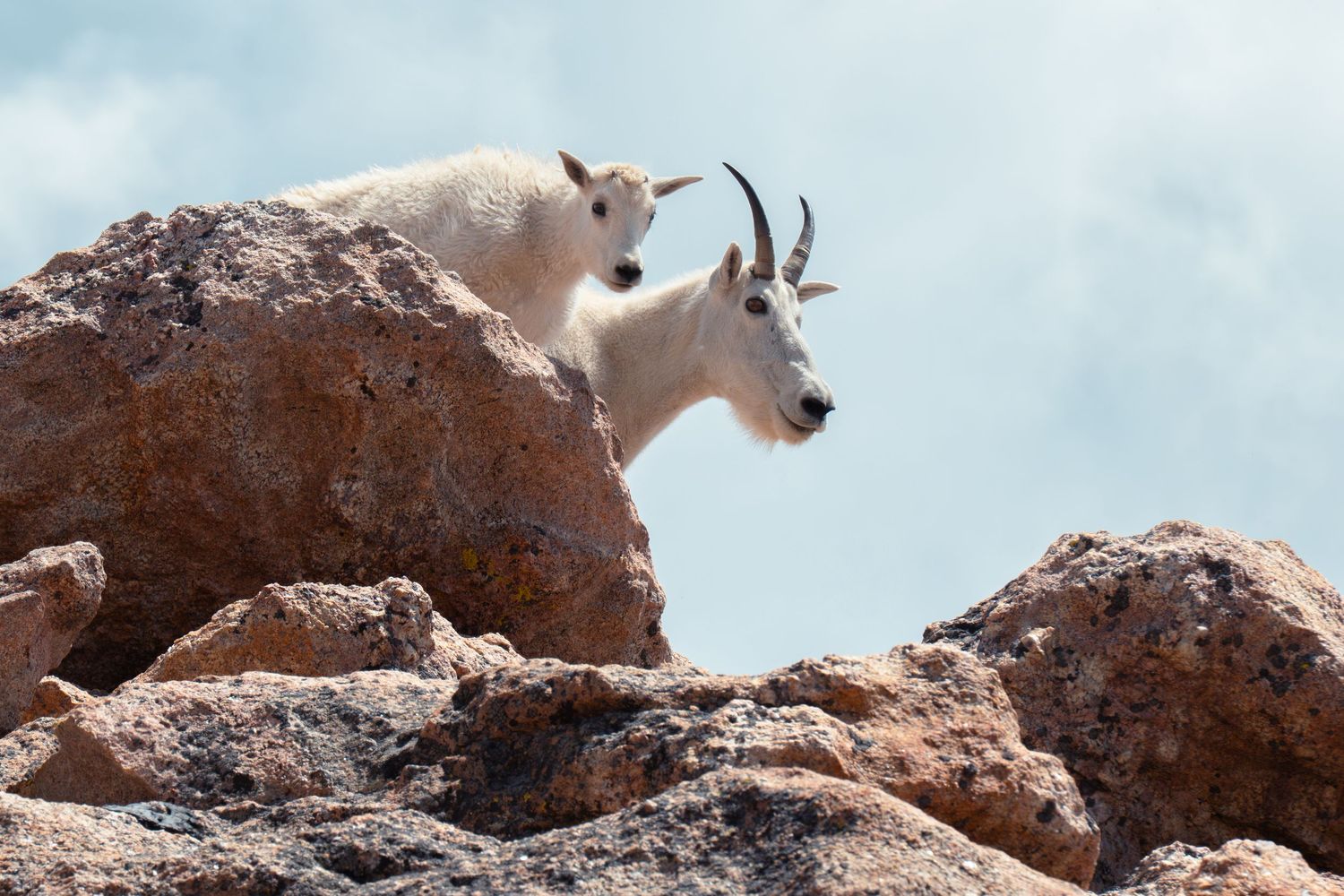 Two white mountain goats standing on rugged red rocks against a pale blue sky.