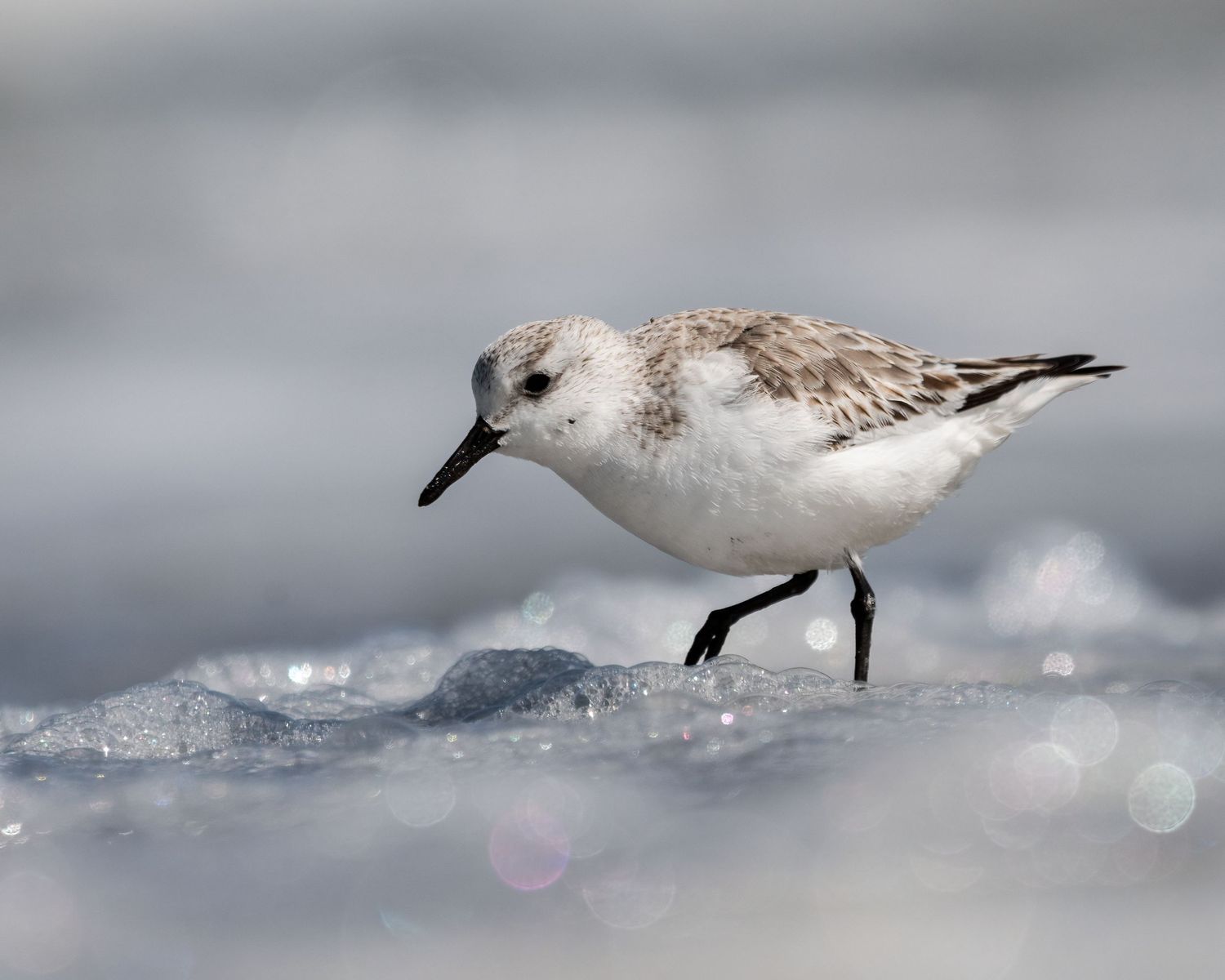 A small sanderling shorebird forages along the shoreline, standing on wet sand and sea foam with ocean waves in the background.