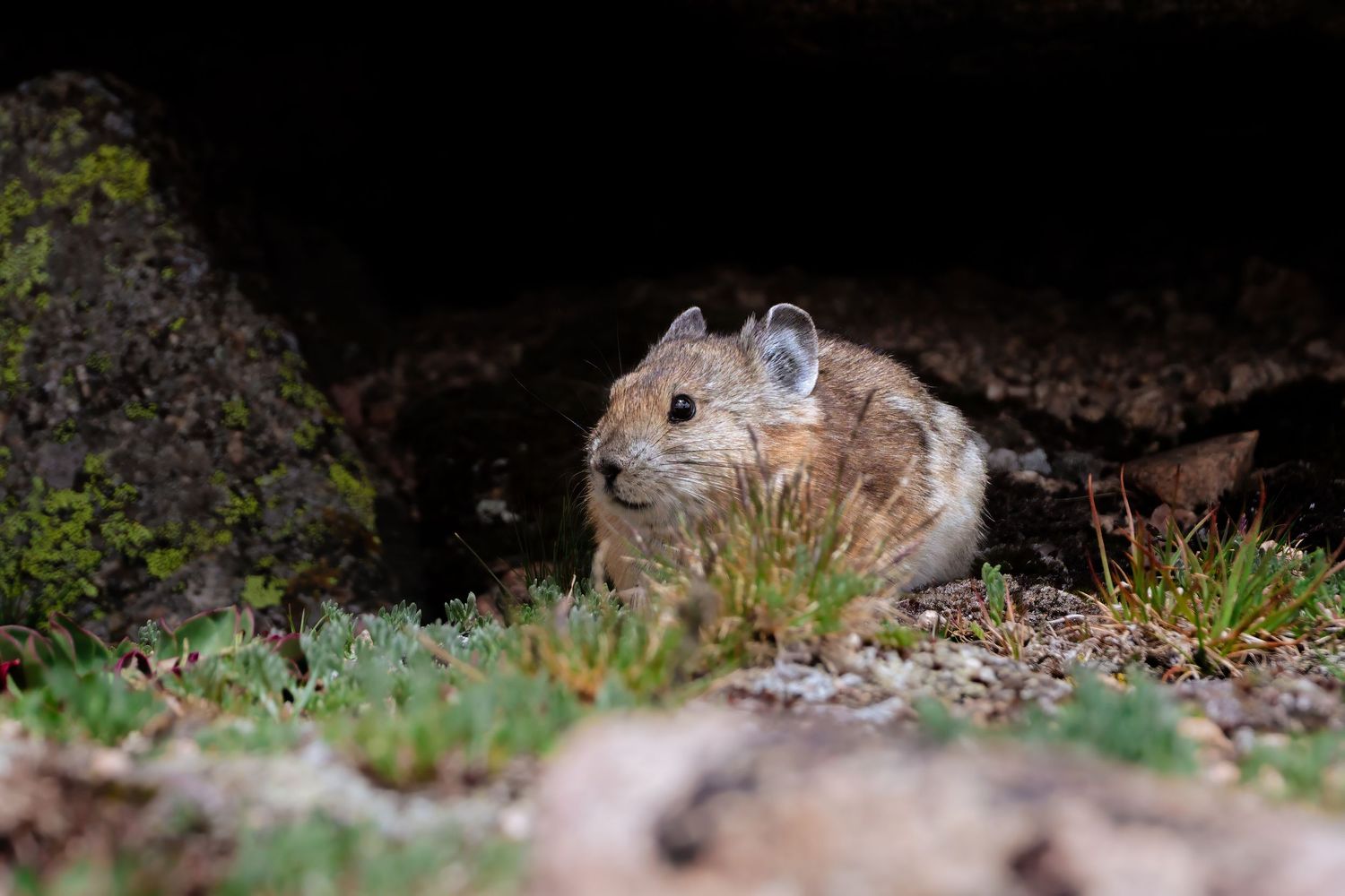 A small American pika emerges from beneath rocks onto a patch of green alpine grass.