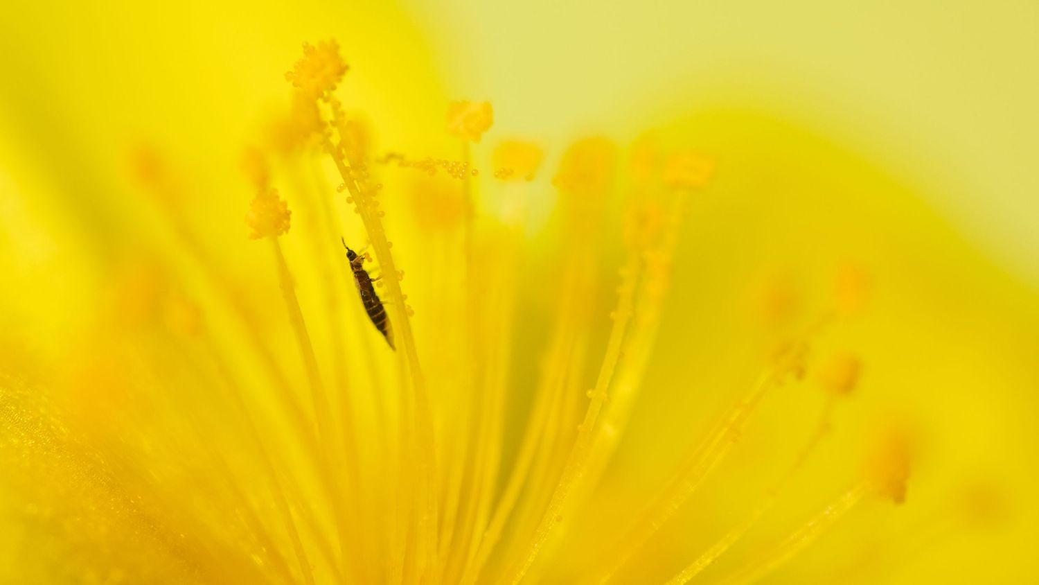 Close-up macro photo of a yellow flower with stamens and a tiny insect resting on the pistil.