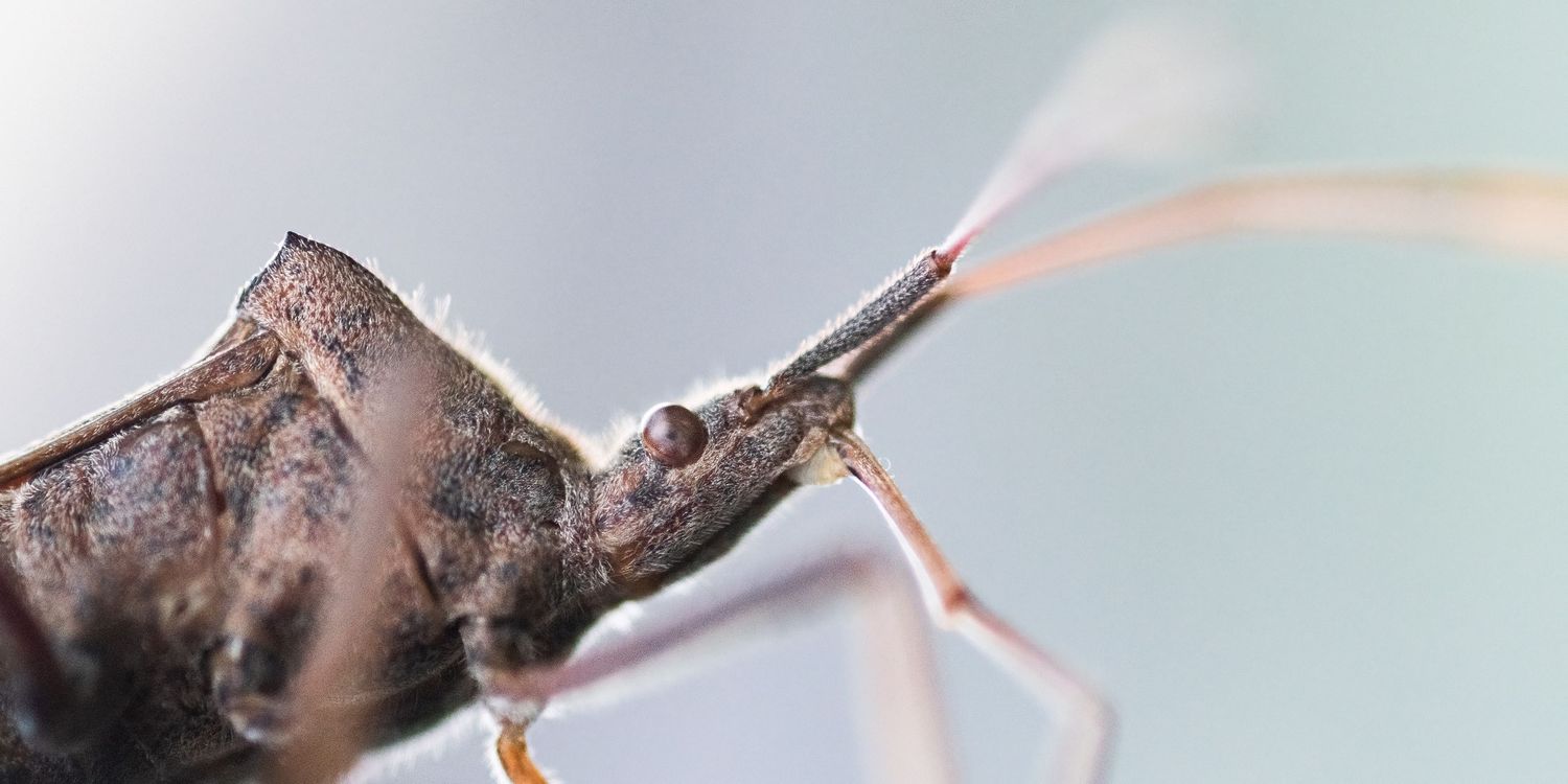 Close-up macro photo of a brown stink bug with long antennae against a soft gray background.