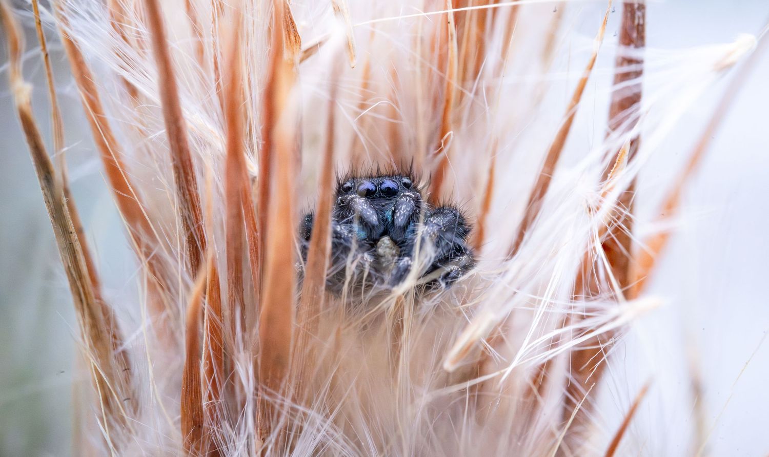A jumping spider peers through soft feathery plant fibers with striking blue eyes in a macro nature photo.