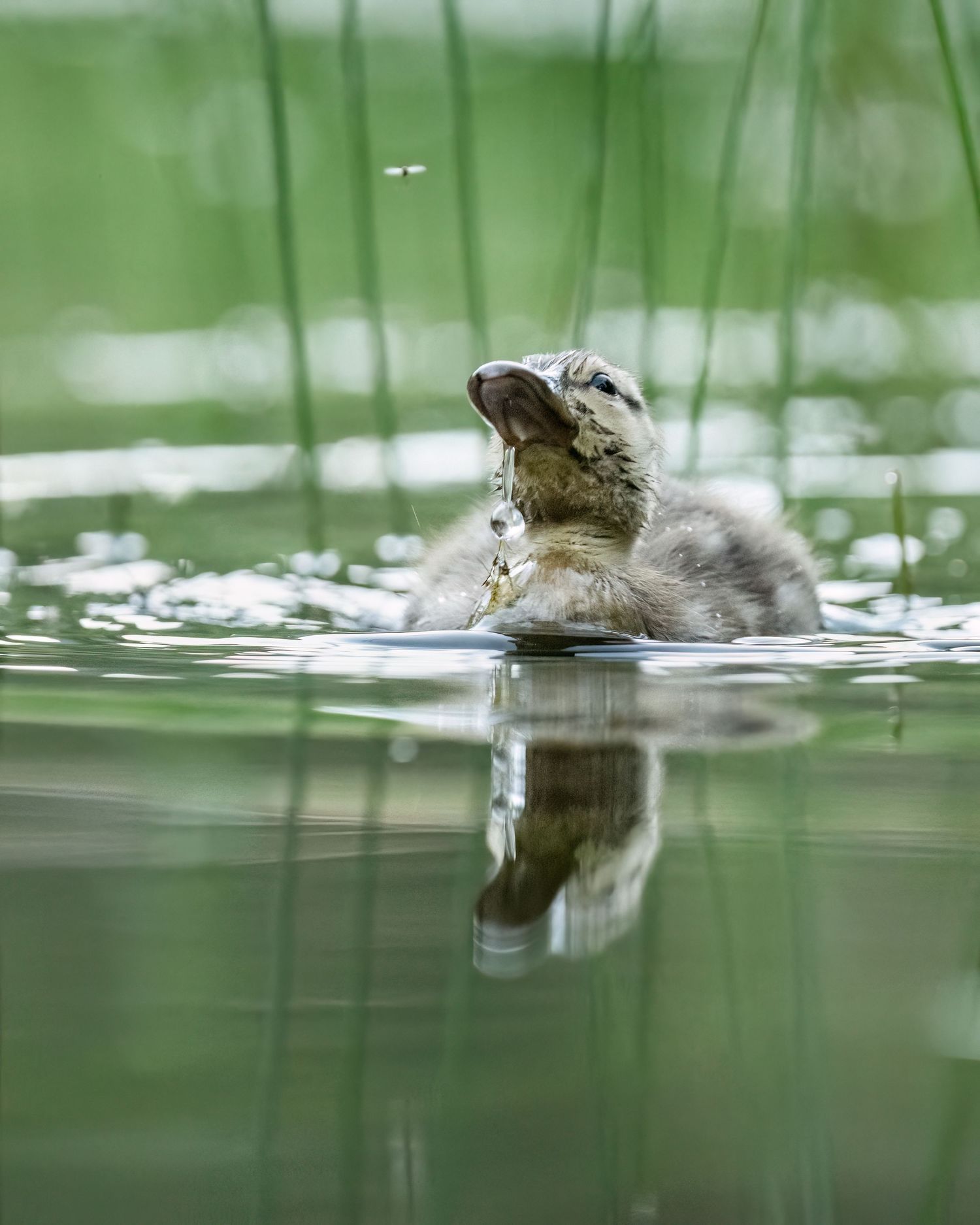 A fluffy baby bird chick floating on calm green reflective water surrounded by reeds.