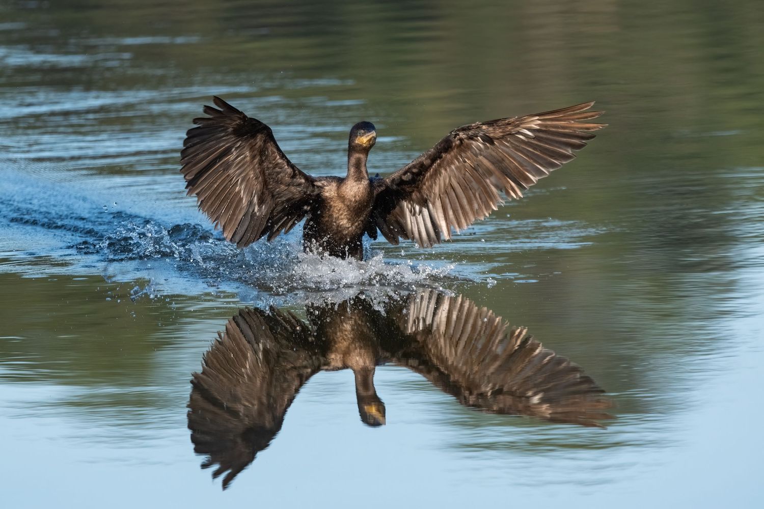 A cormorant spreads its wings dramatically while landing on calm water, creating a stunning mirror reflection below.