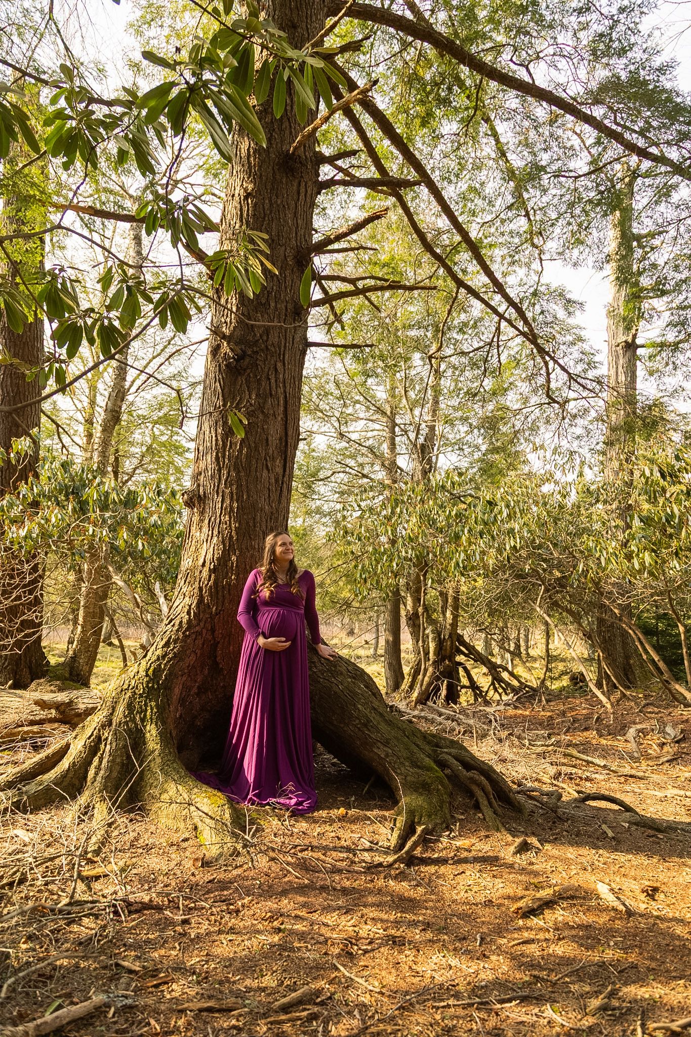 Pregnant woman in a flowing purple maternity gown stands beside a massive tree with exposed roots in a sunlit forest.