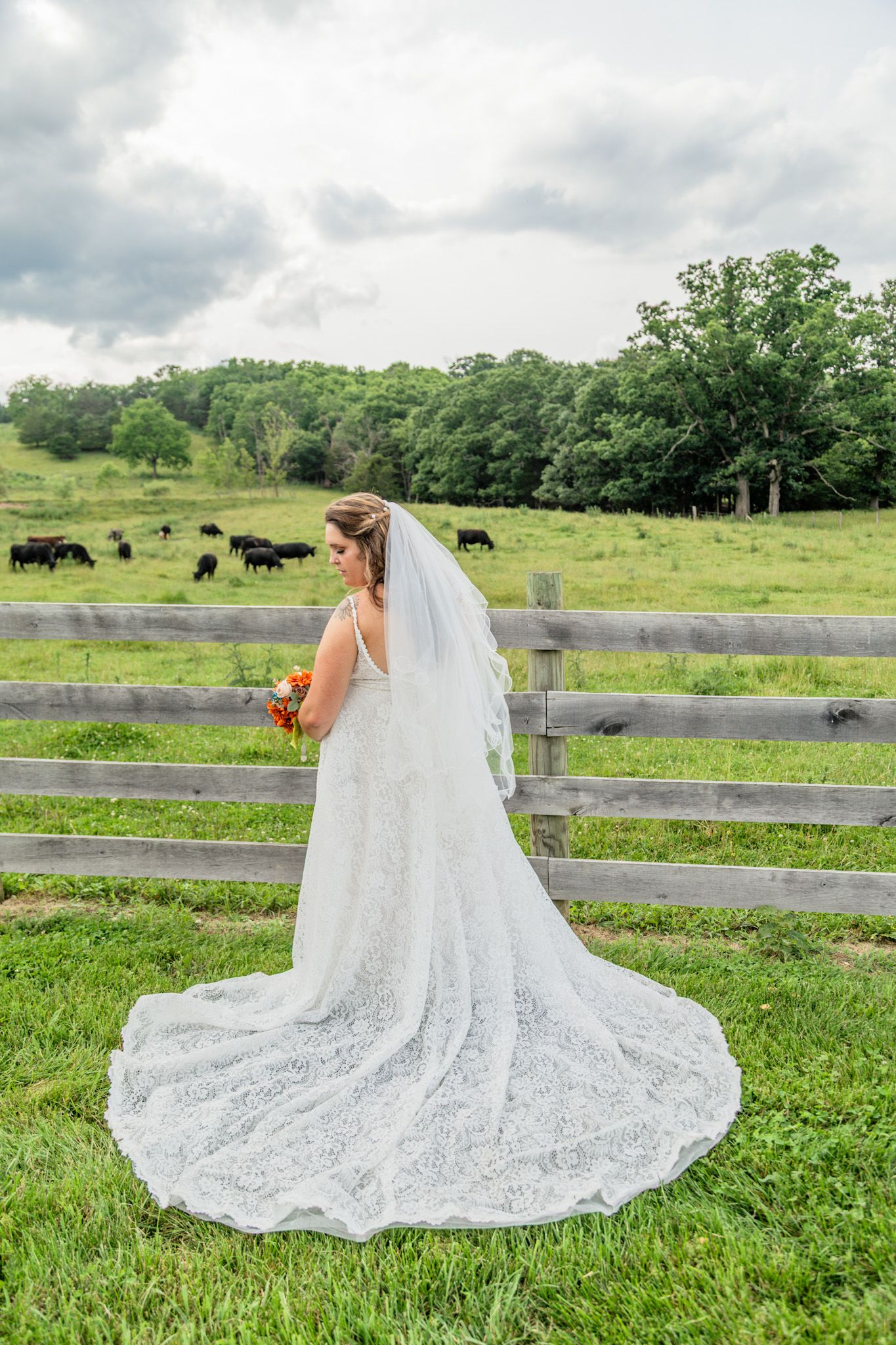Bride in lace wedding gown with cathedral veil standing by a fence with cattle grazing.