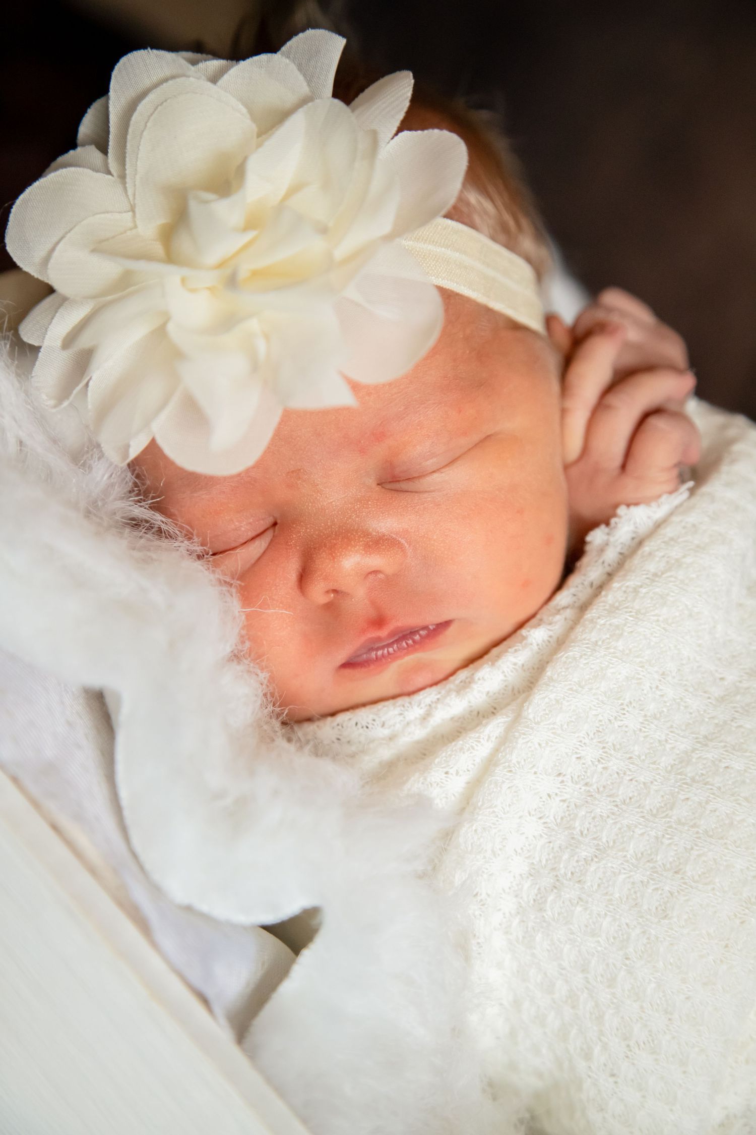 Peaceful newborn baby sleeping in white swaddle with large cream flower headband close-up portrait.