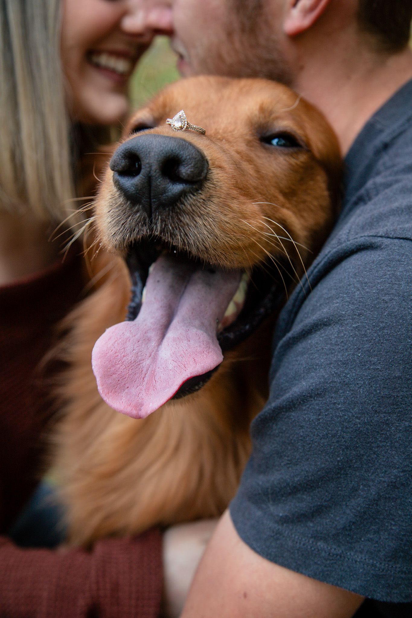 Joyful golden retriever yawning with engagement ring on nose, held by smiling couple outdoors.