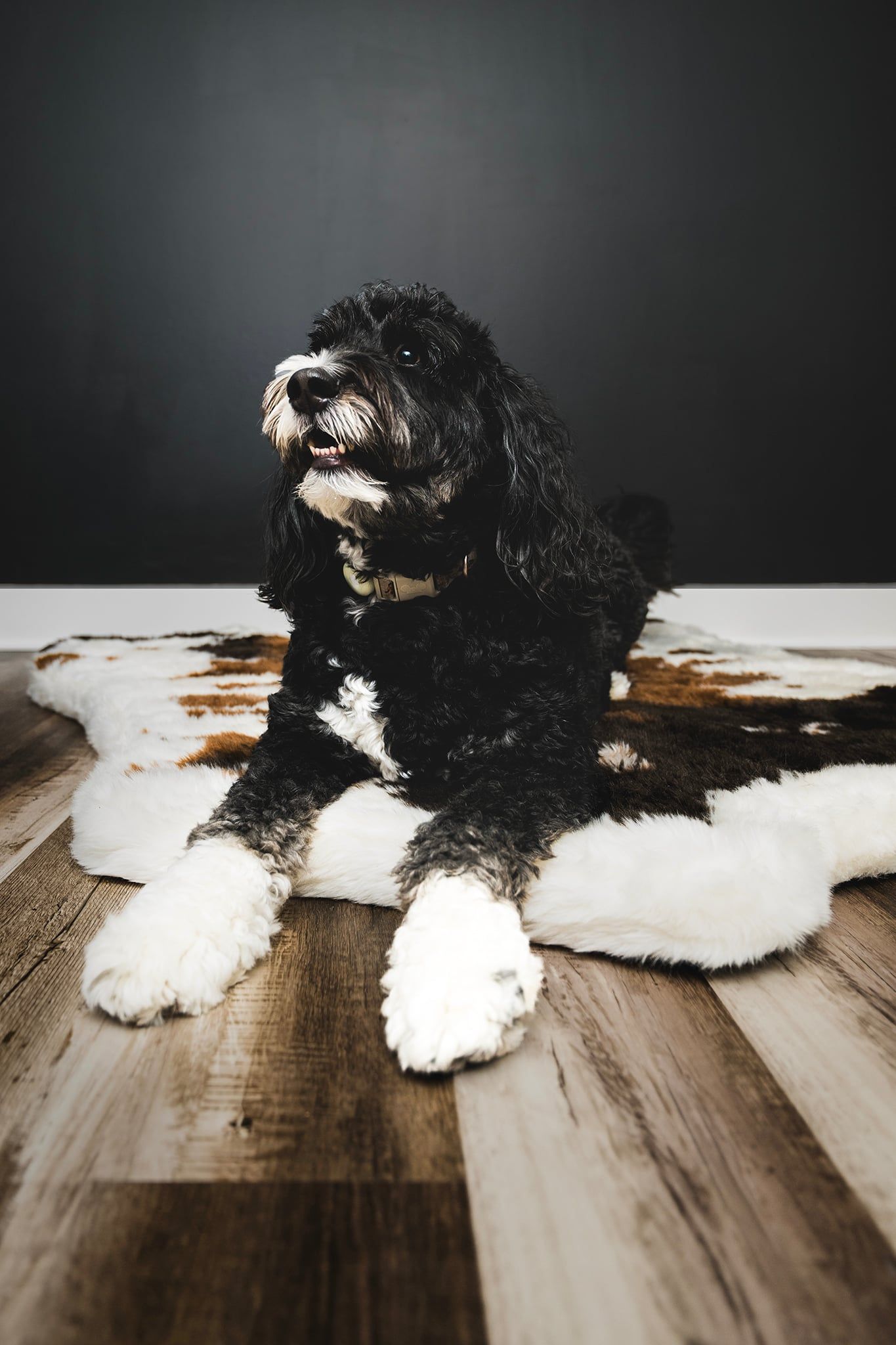 Black and white fluffy dog lying on a cowhide rug on hardwood floor against a dark gray wall.