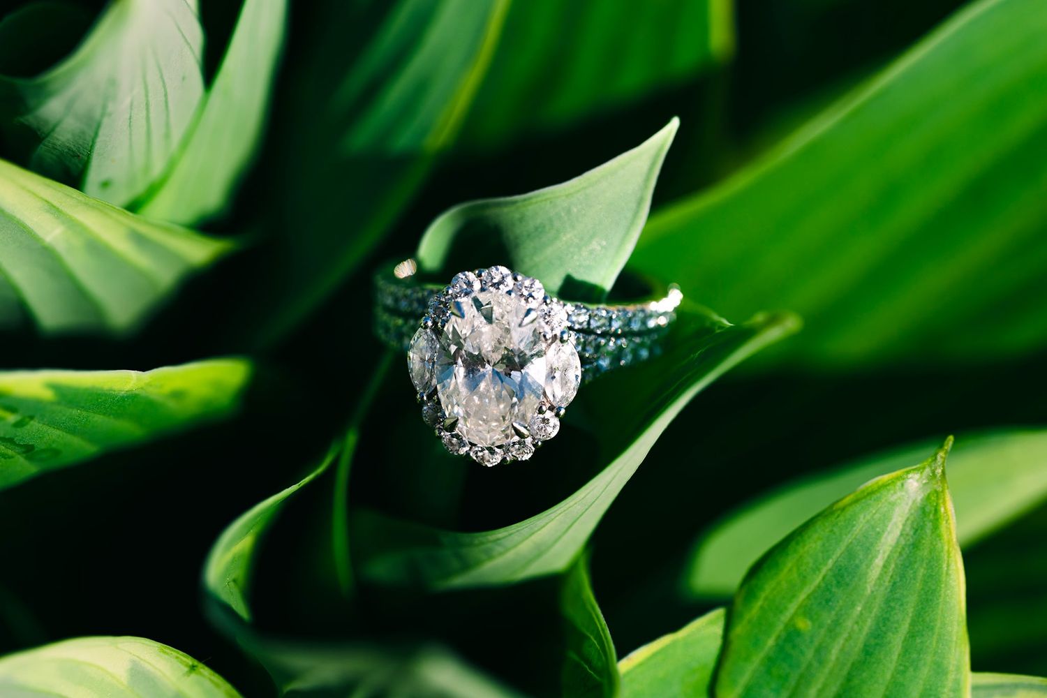 Oval diamond halo engagement ring nestled among lush green tropical leaves.
