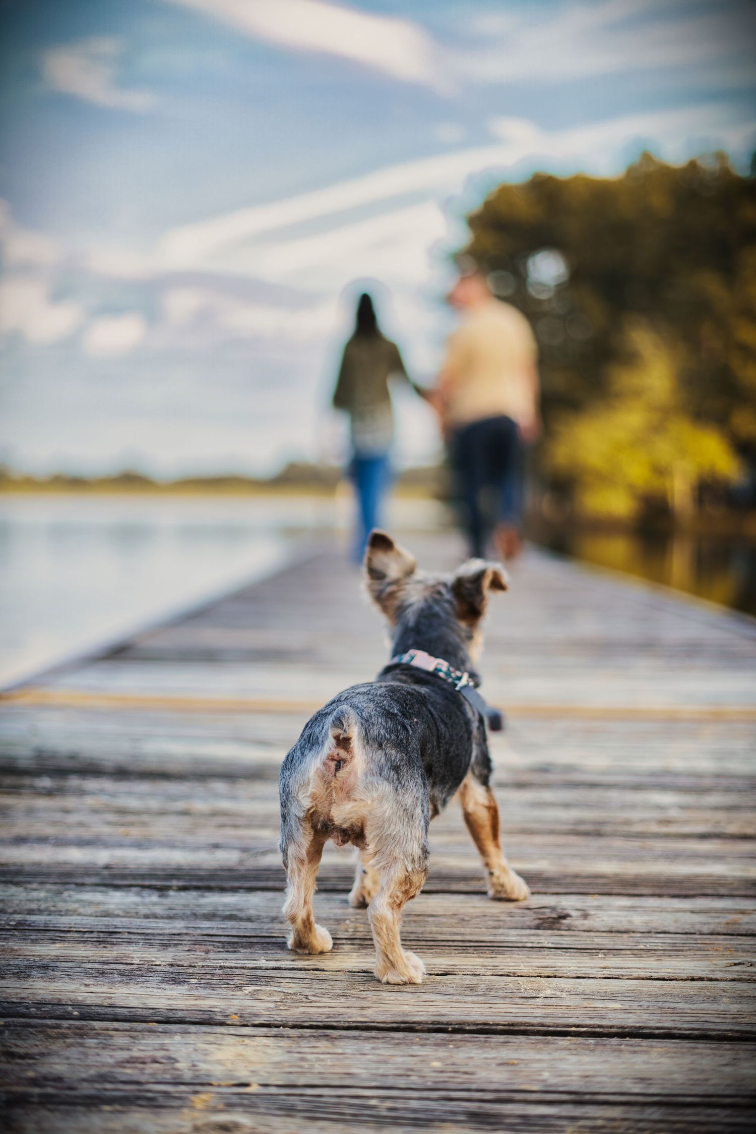 Small dog walks on wooden dock with people silhouetted in background.