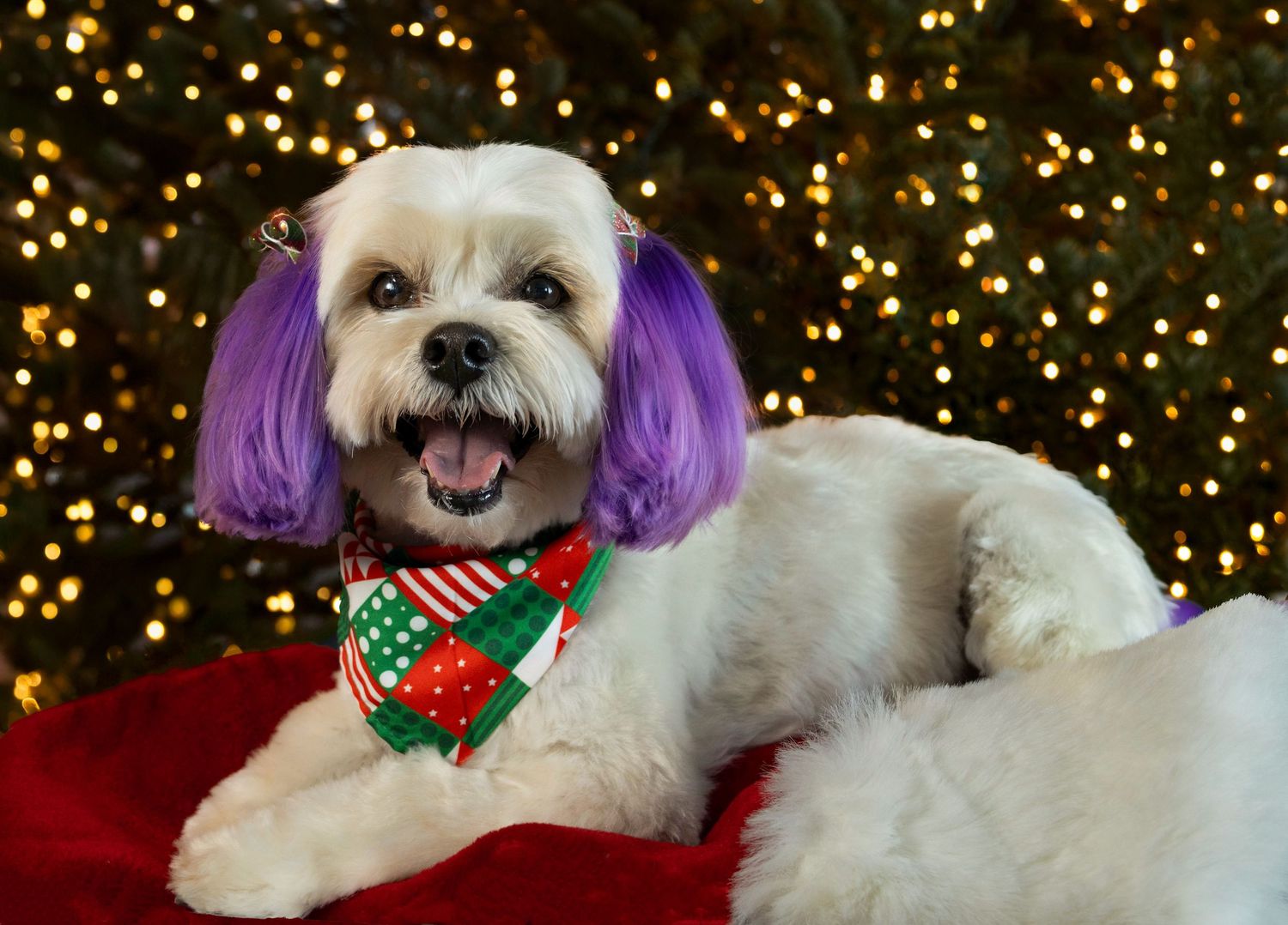 White Maltipoo with purple ears laying on a stocking in front of Christmas tree with lights