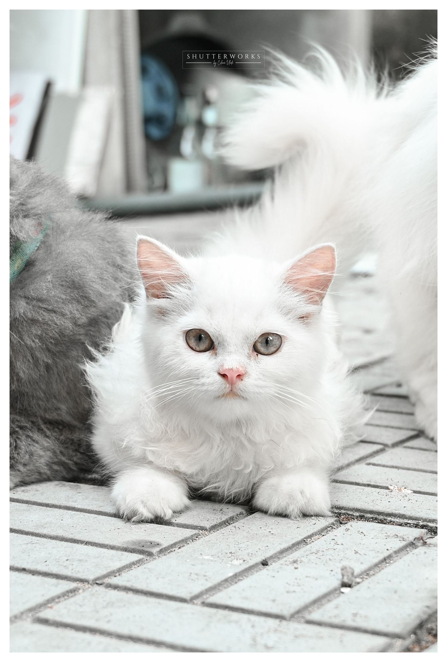 Pet photography | Persian cats