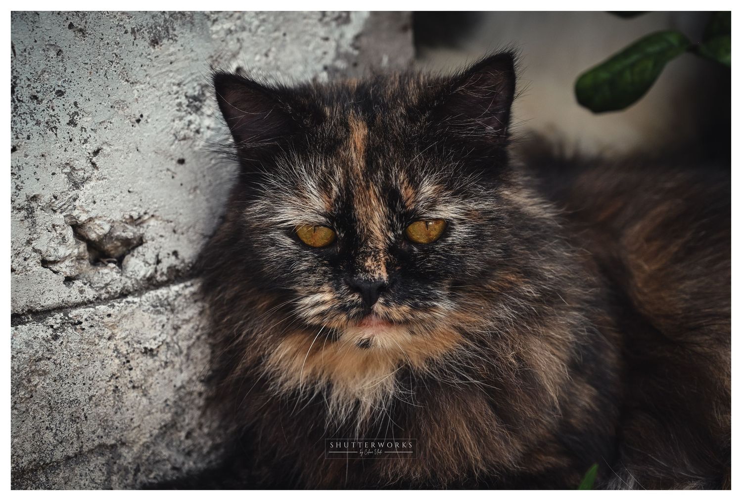 Pet photography | Persian cats