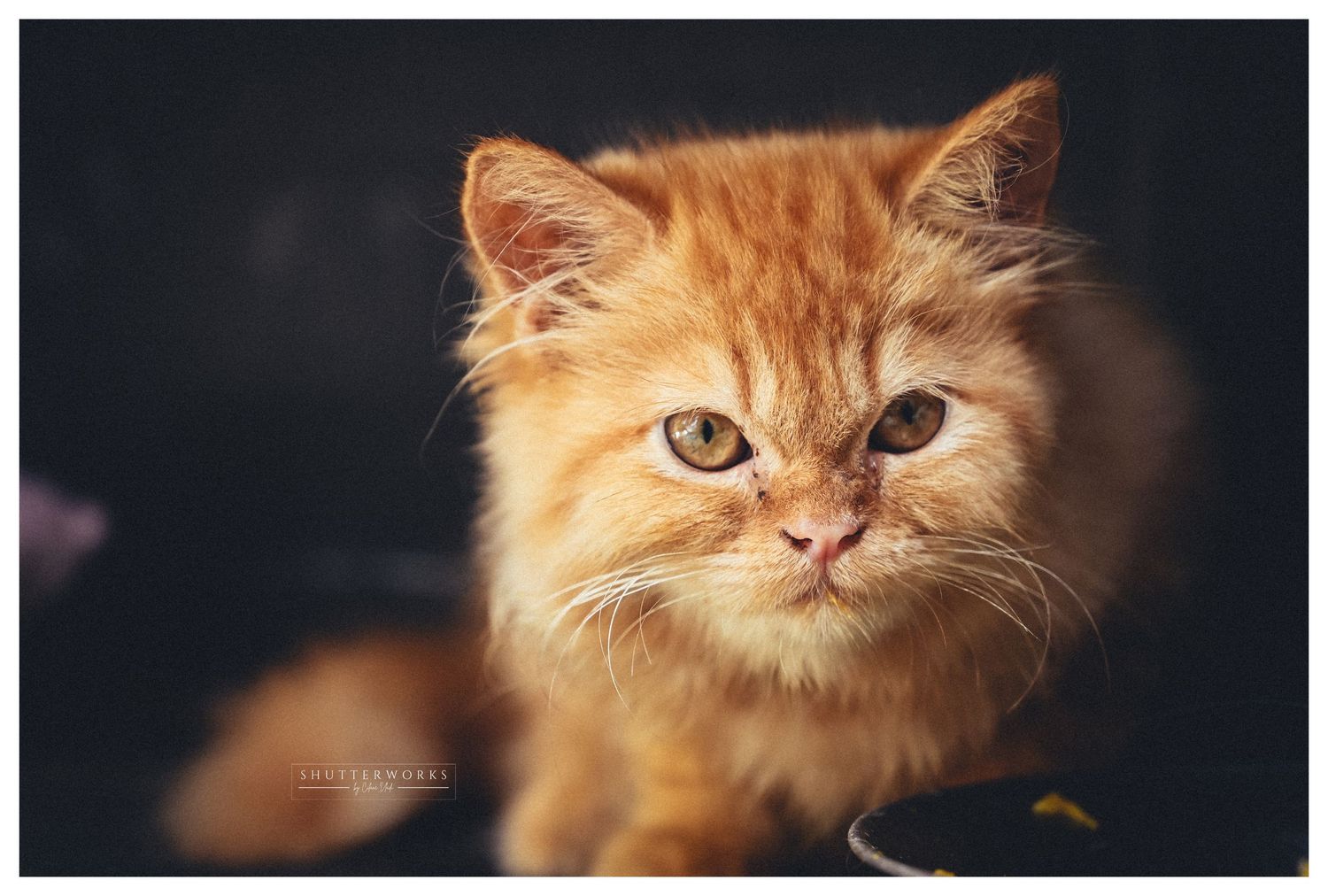 Pet photography | Persian cats