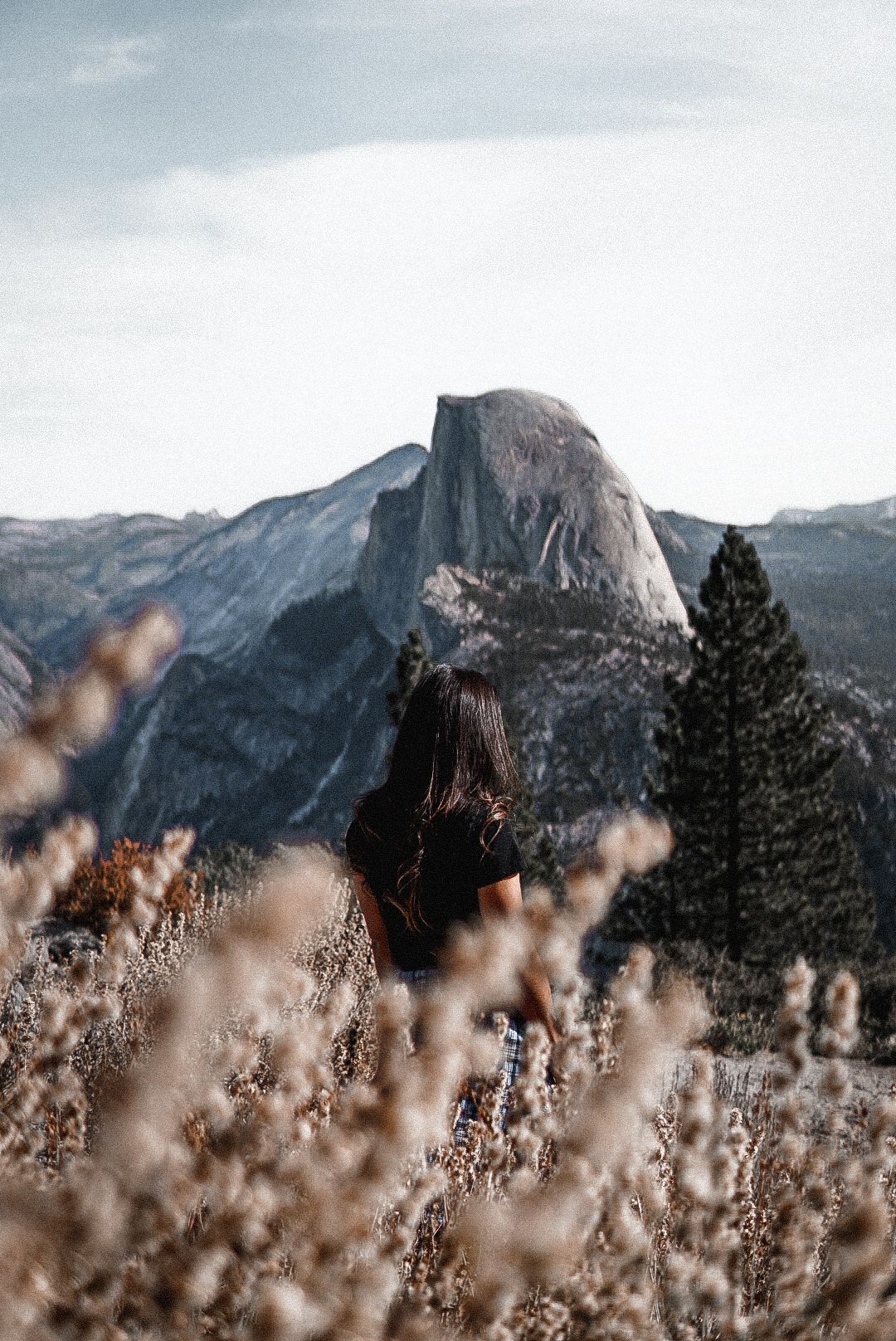 Person standing in a meadow overlooking El Capitan framed by dried wildflowers in a soft, scenic outdoor landscape.