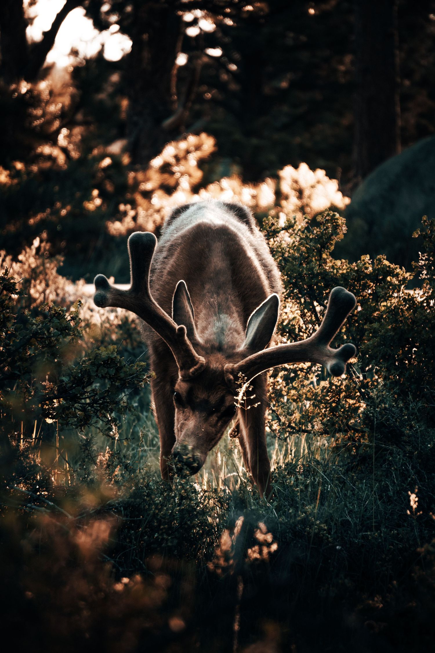 Minimal wildlife adventure shot of a lone deer grazing in a forest clearing, capturing serene nature, soft light, and peaceful outdoor scene