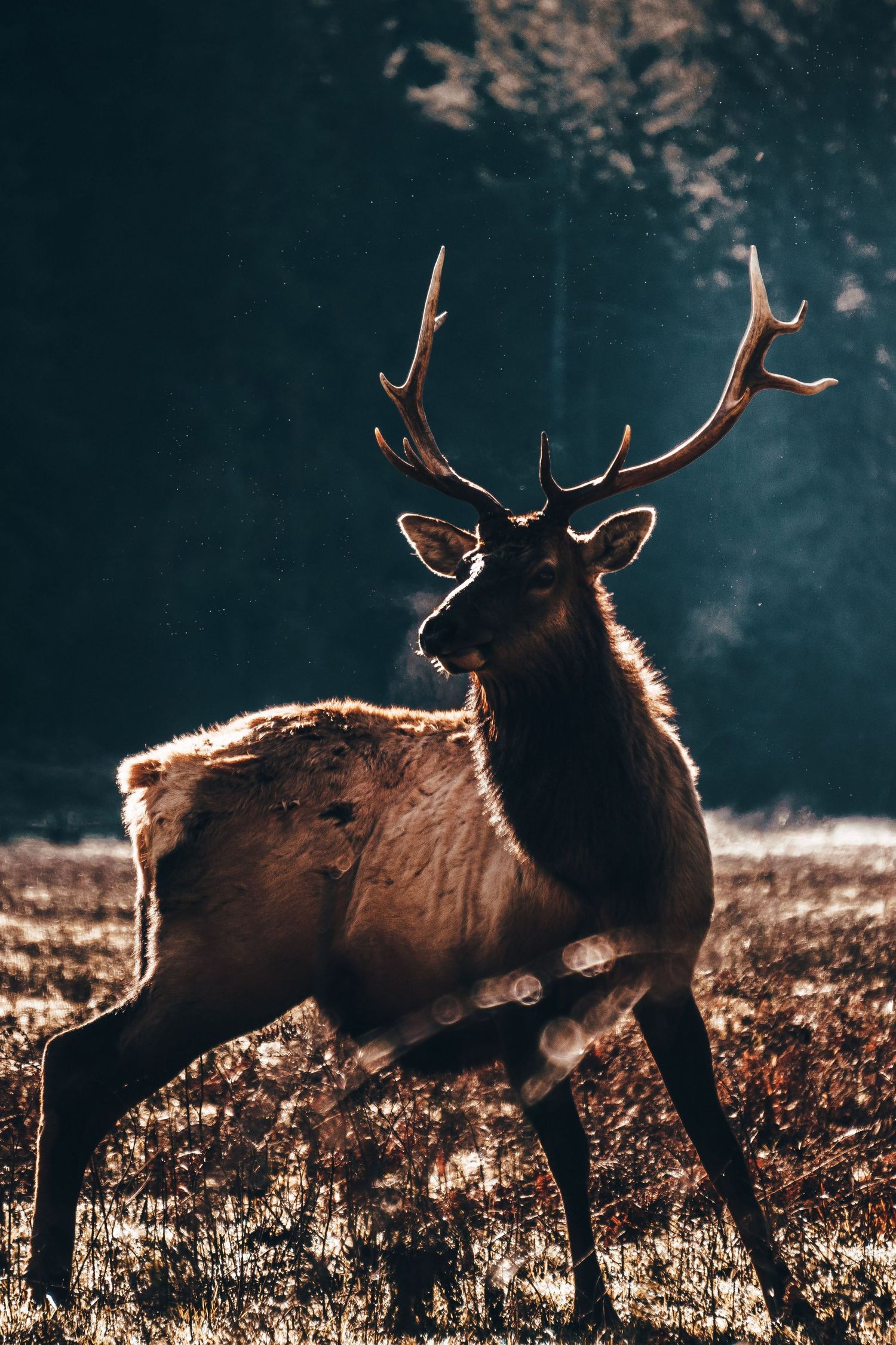 An elk with large antlers stands in a sunlit meadow, its fur glowing in the warm backlight as it looks toward the shadowed forest behind it.