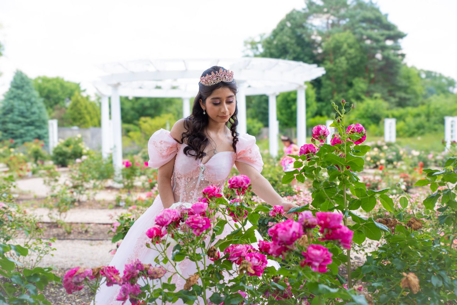A beautiful garden pathway lined with vibrant pink roses and white pergolas in full bloom.