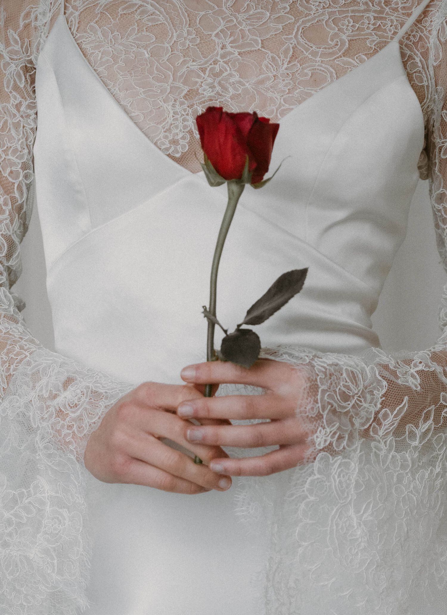 Close-up of hands holding a single red rose against white lace fabric.
