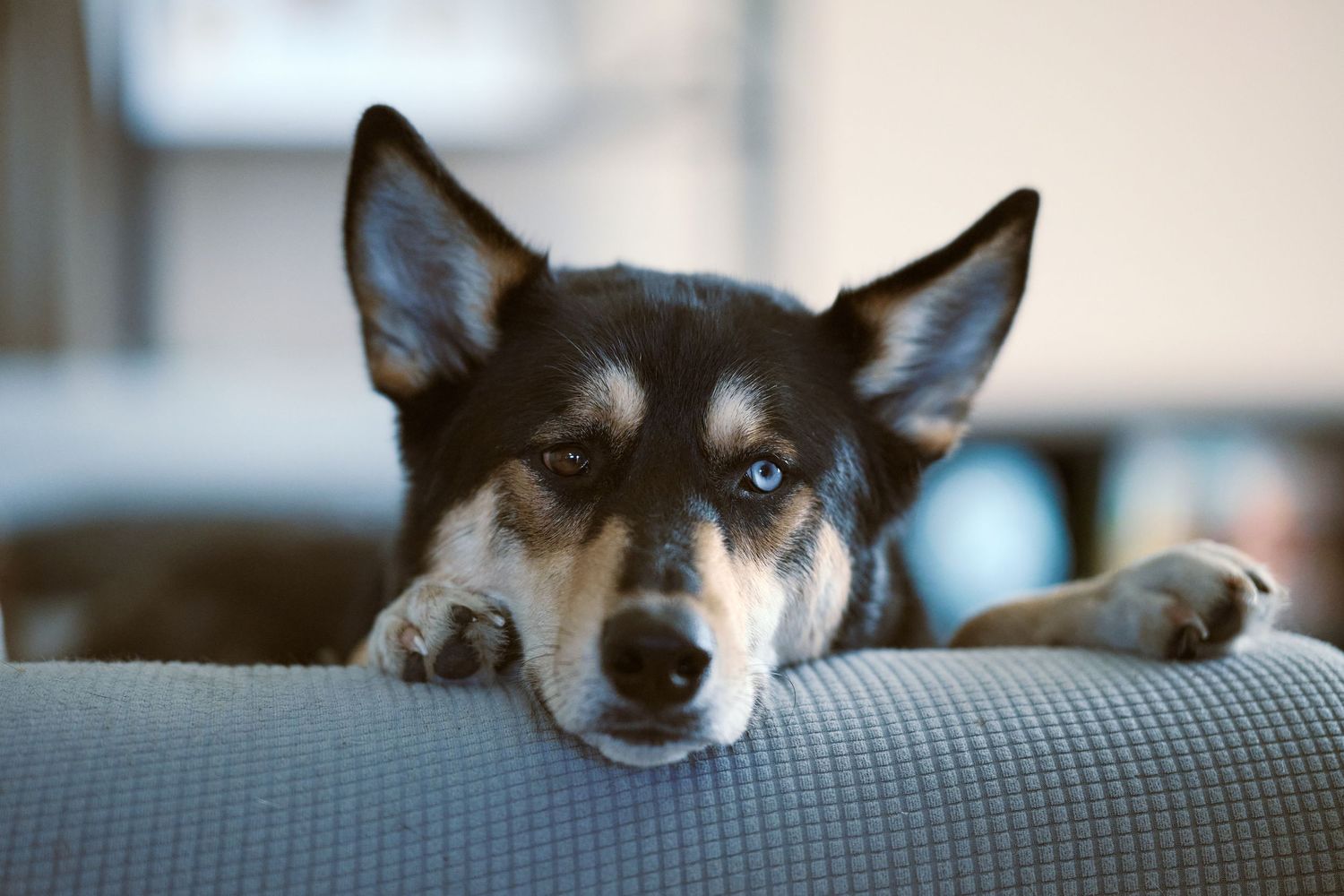 Close-up series of small dog resting on gray couch cushions.
