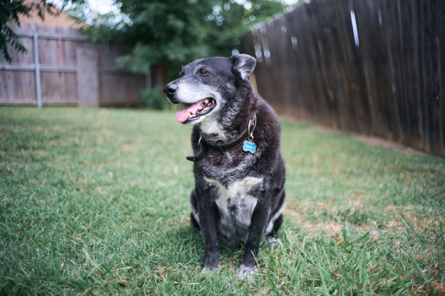Gray and white dog sitting in grassy backyard showing different playful poses.