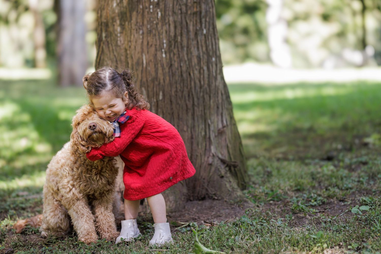 Goldendoodle dog in red coat sits near tree trunk in park setting.