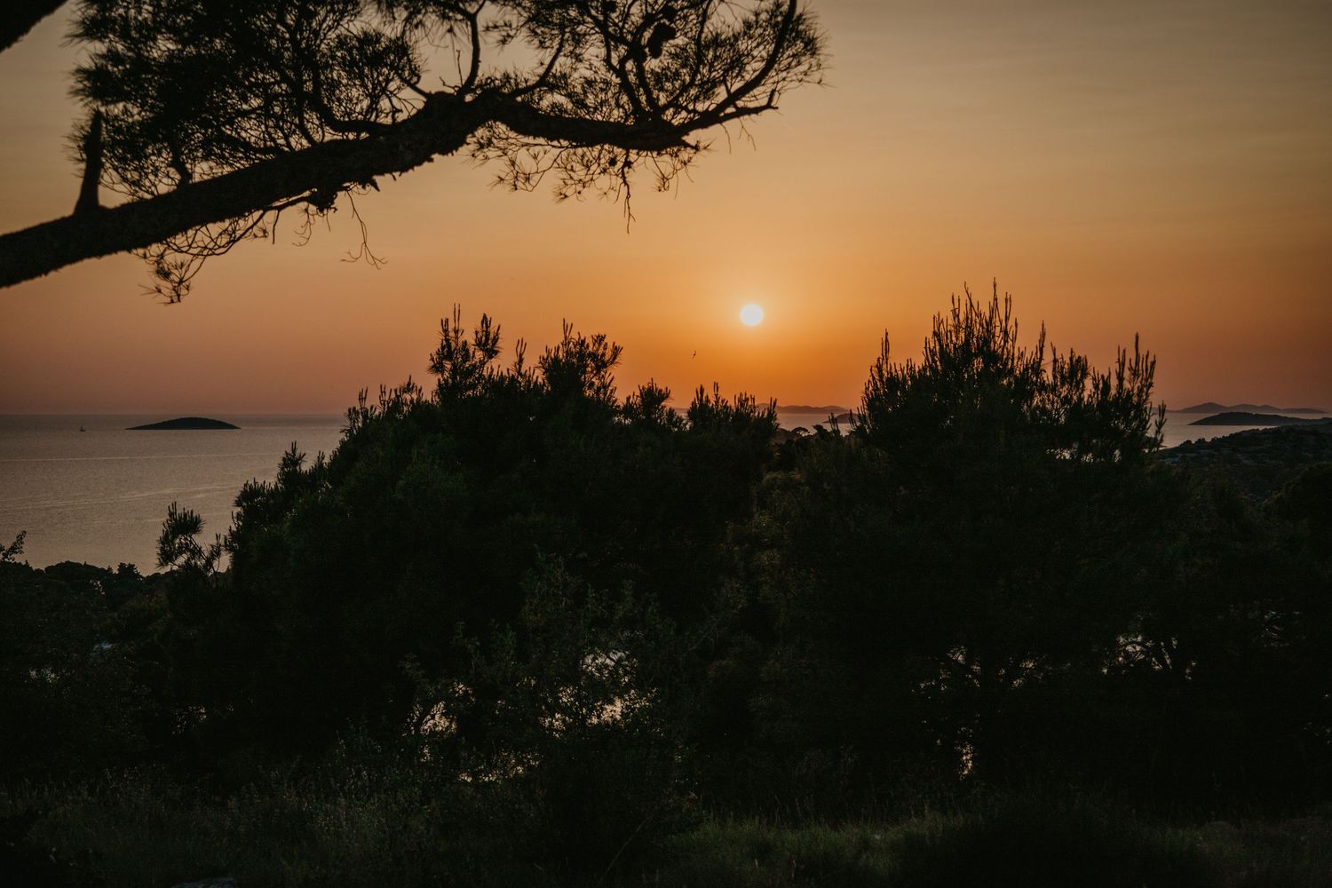 Golden sunset over silhouetted pine trees along a Mediterranean coastline.