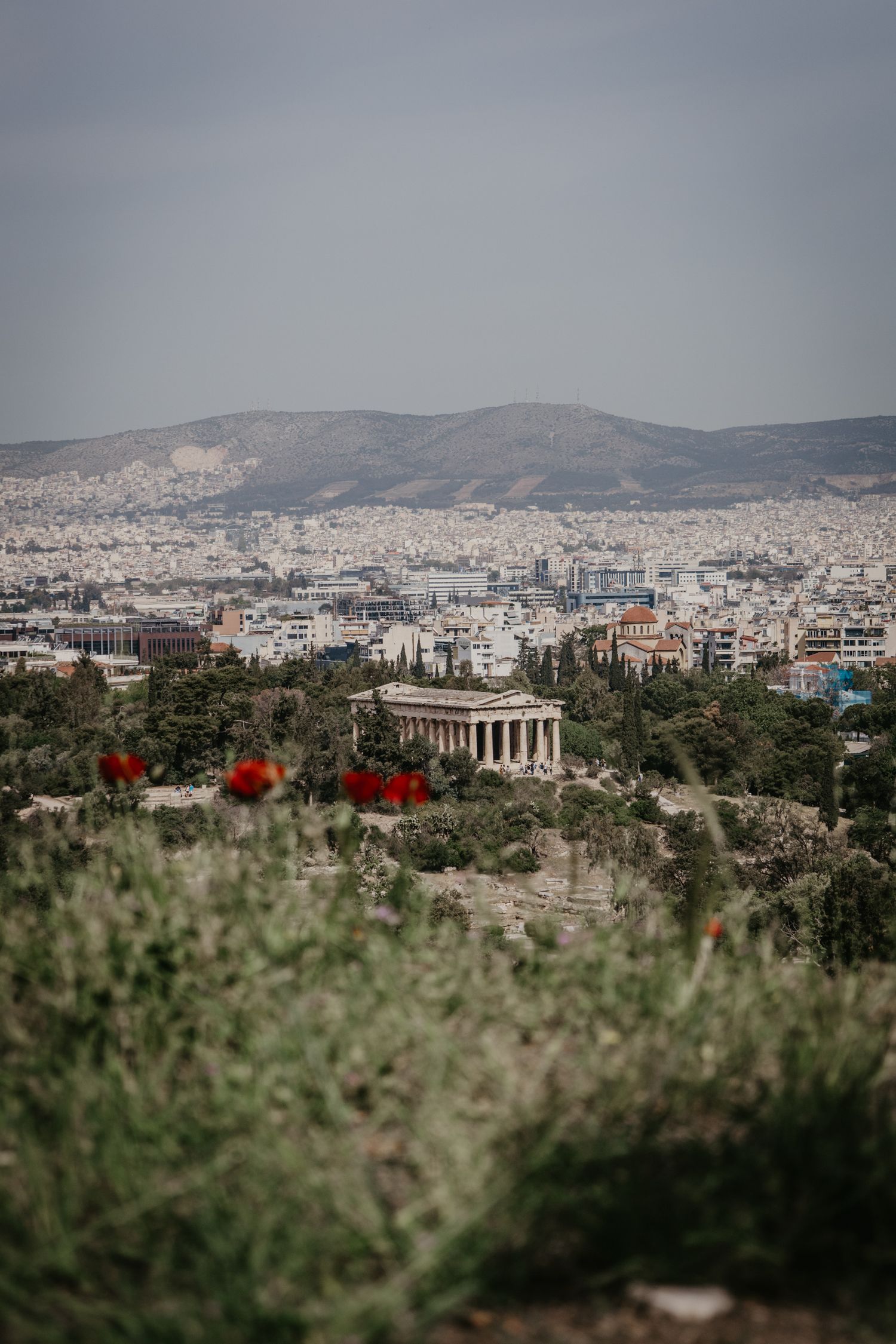 Panoramic cityscape view of Athens with mountains and red poppies in foreground.