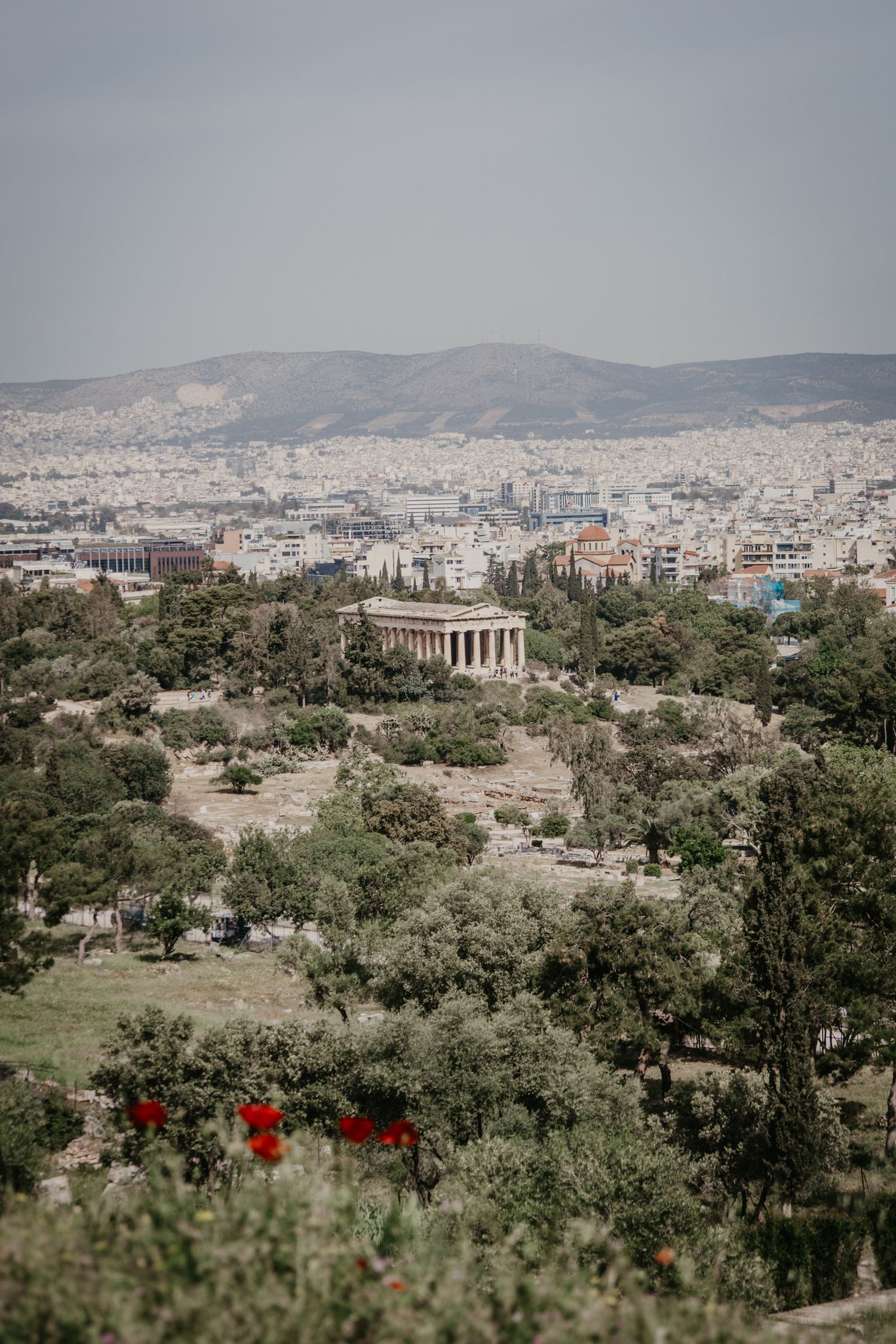 Panoramic view of Athens with ancient temple and red poppies in foreground.