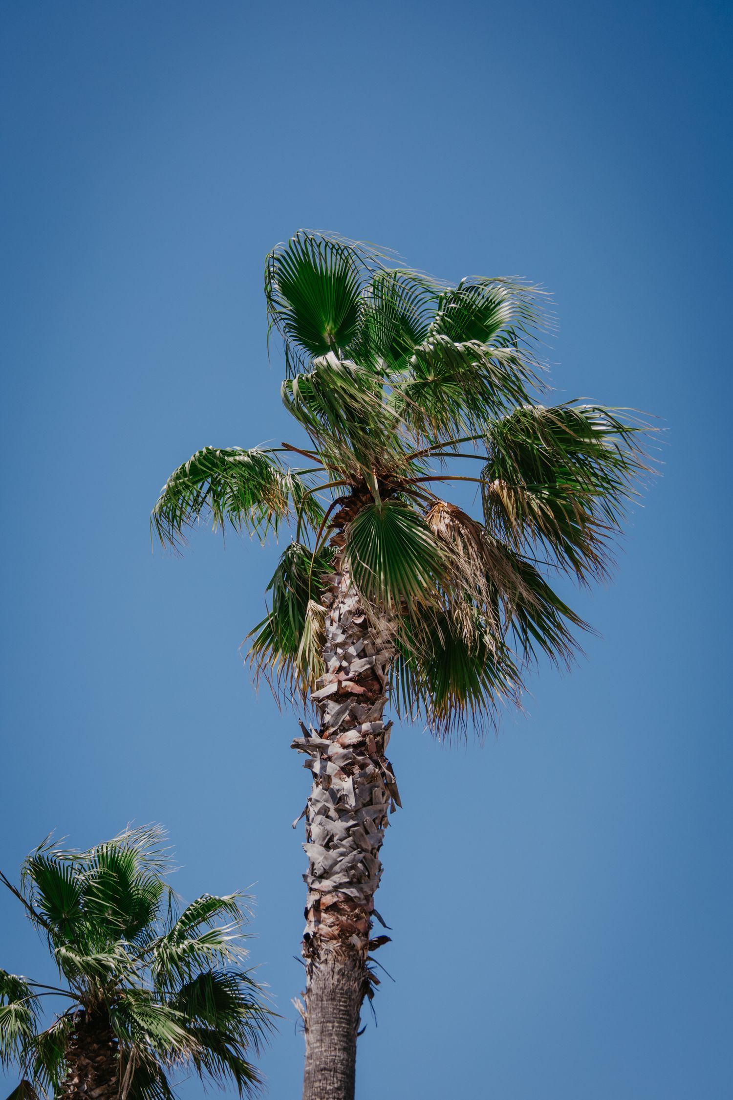 Palm trees with fronds swaying against a bright blue sky background.