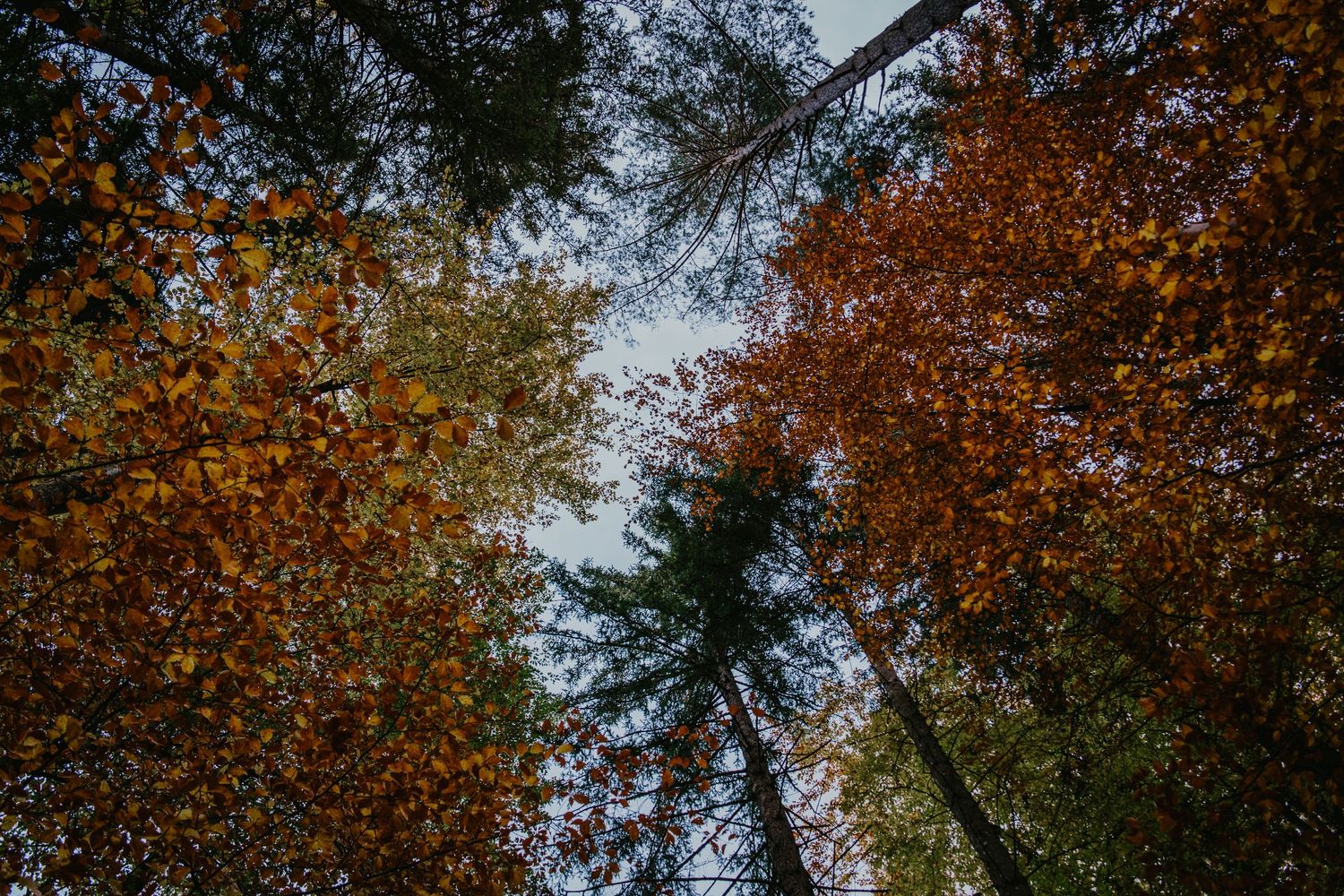 Blick in die Luft, wo man bunte Herbst-Bäume sieht.