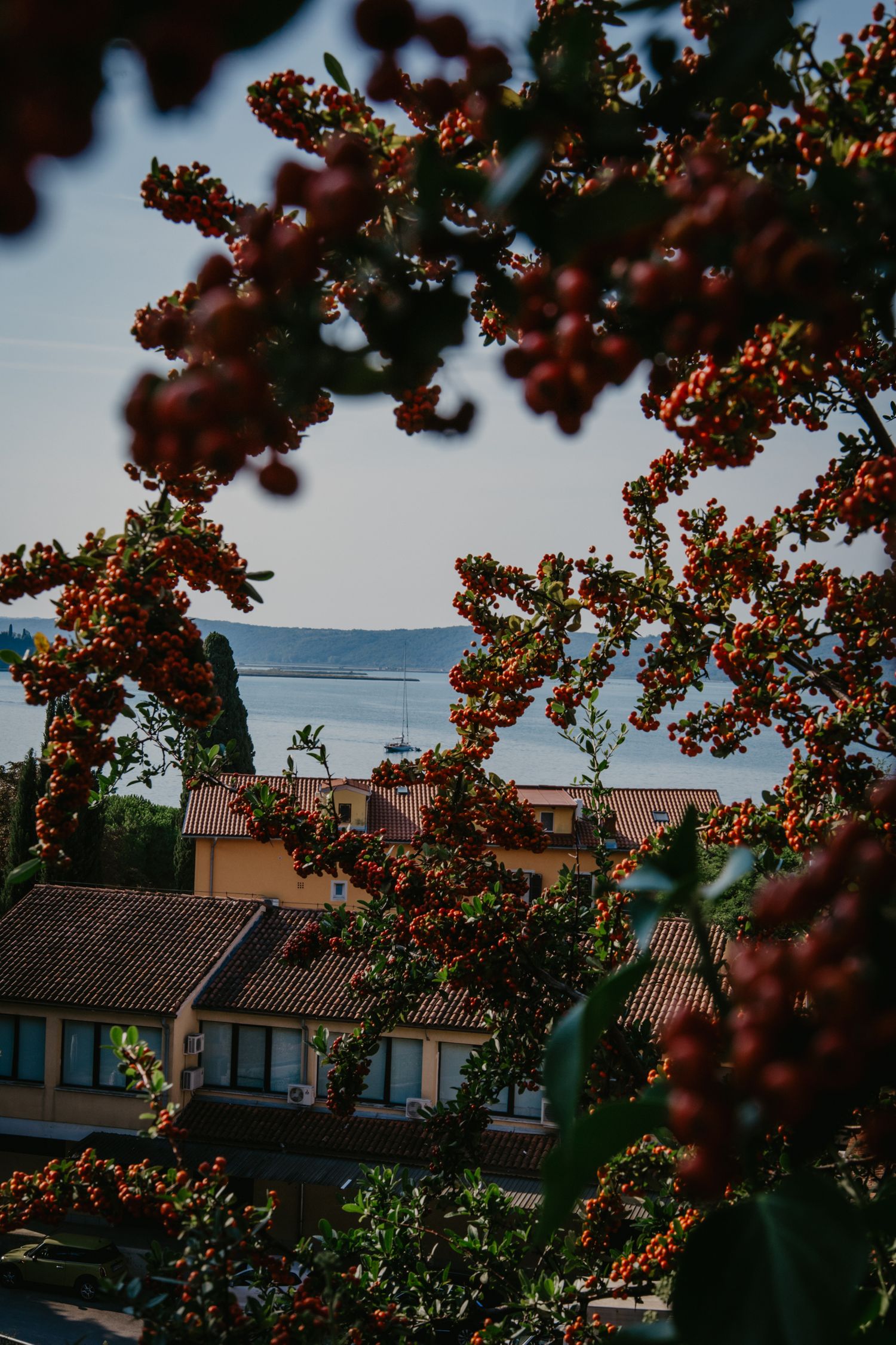 Red flowering tree branches frame a distant view of the sea and coastal buildings.