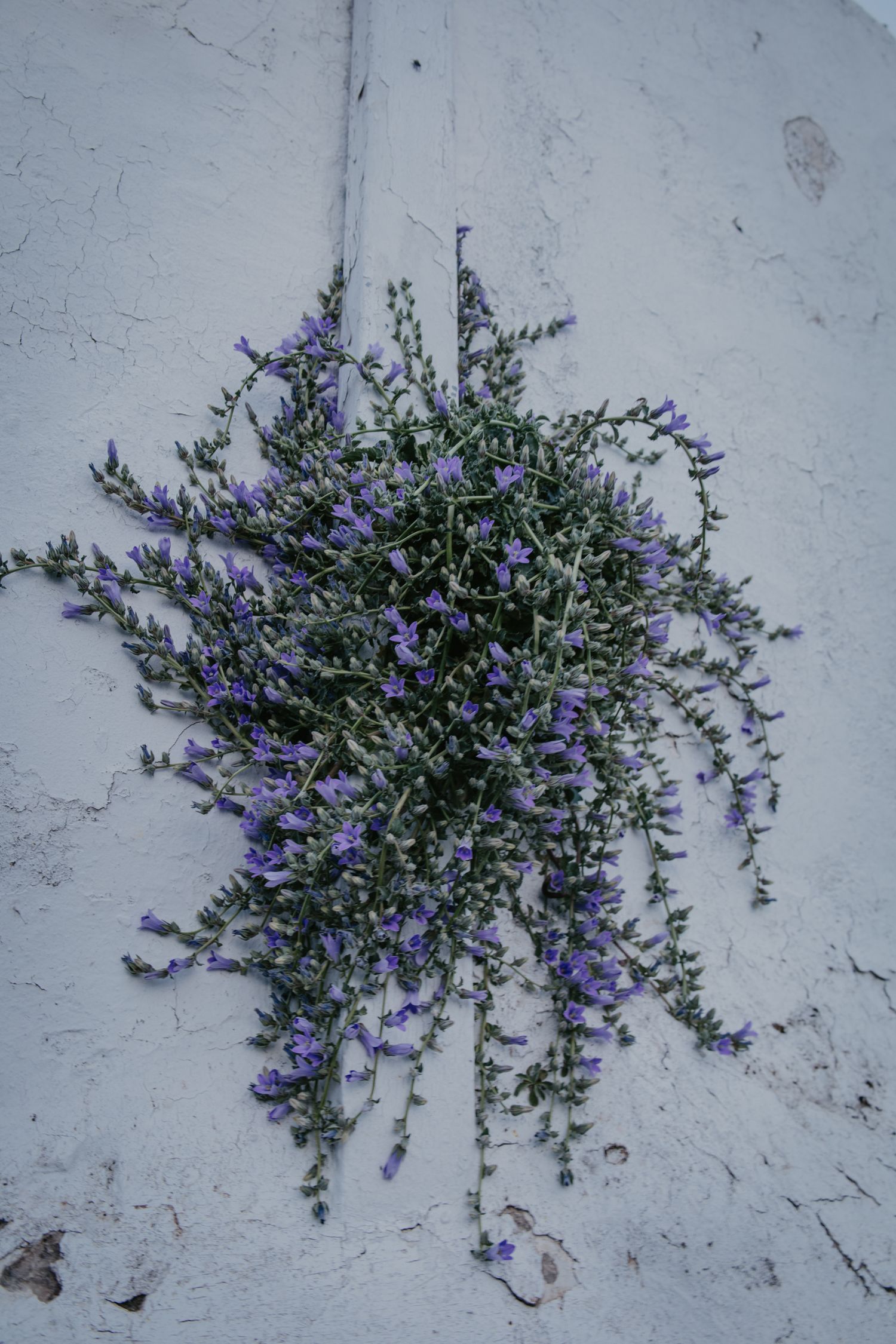 Purple wildflowers growing through cracks in a weathered white wall.