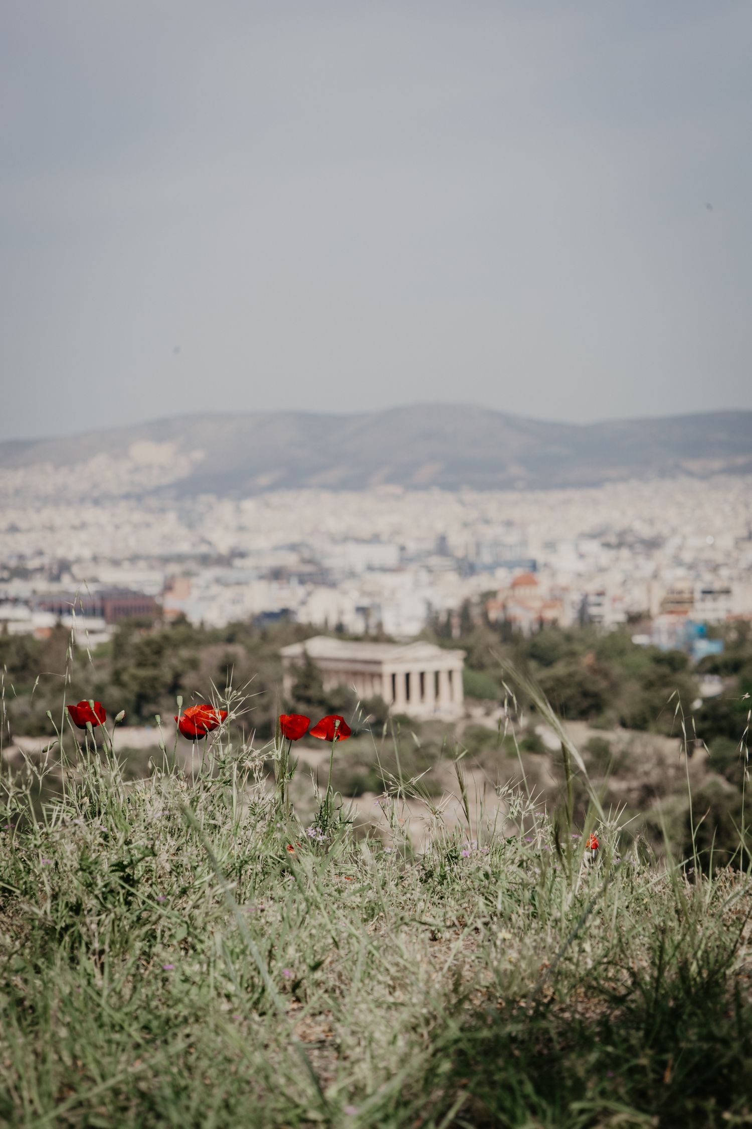 Red poppies bloom against a backdrop of Athens cityscape and distant mountains.