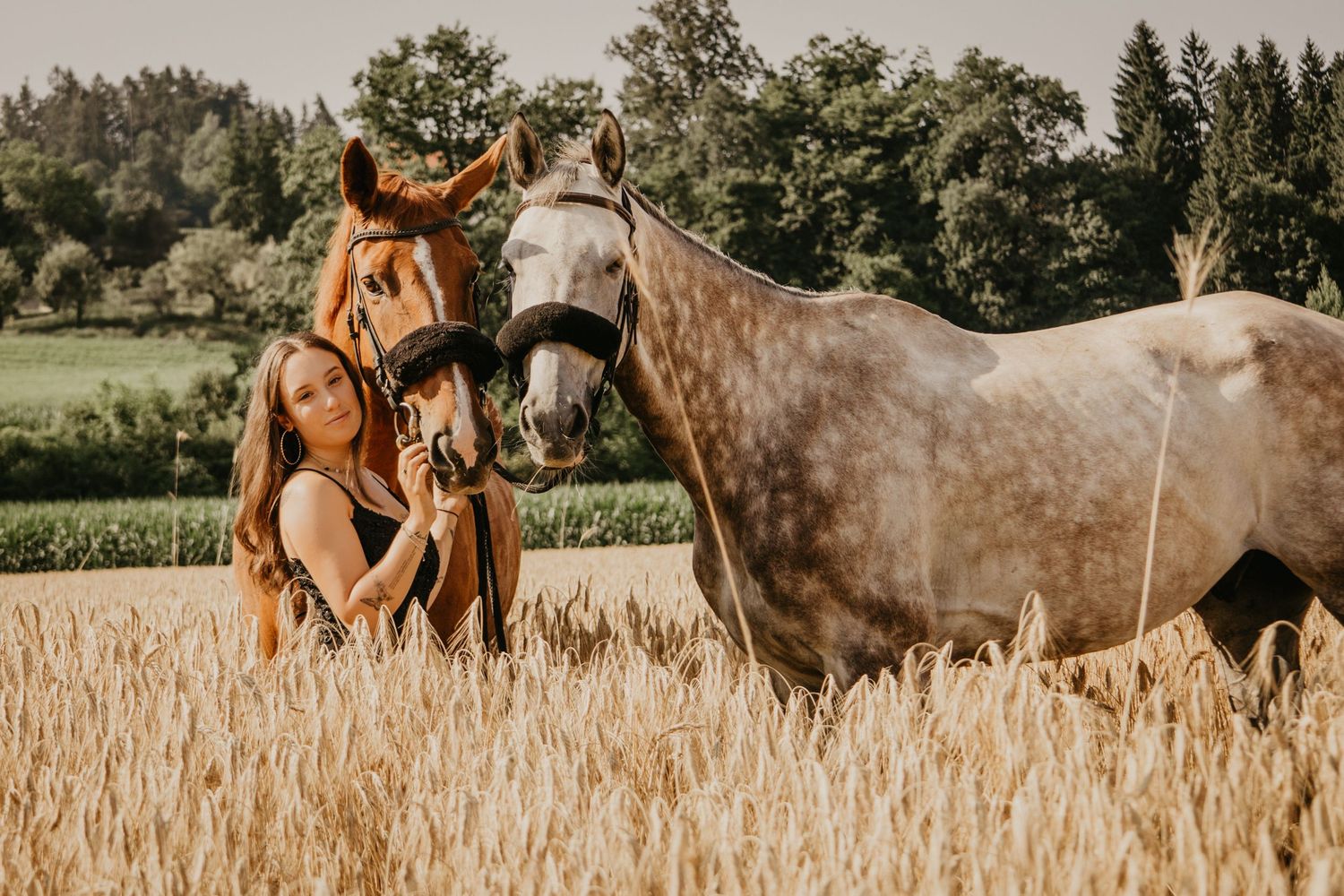 Horses stand together in a golden wheat field at sunset creating a dreamy rural scene.