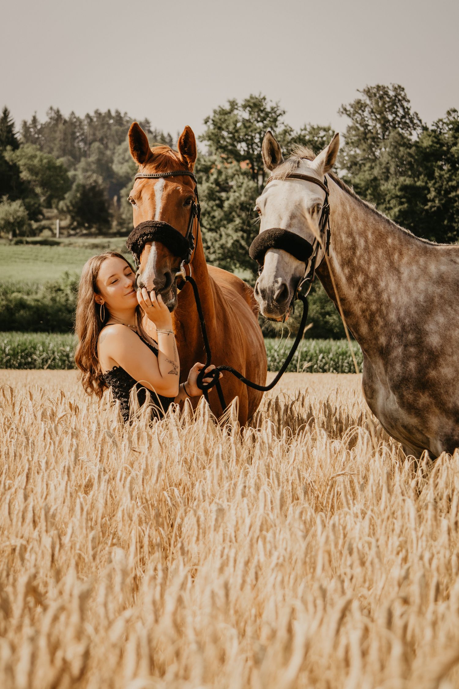 Three horses grazing together in a golden wheat field during sunset.