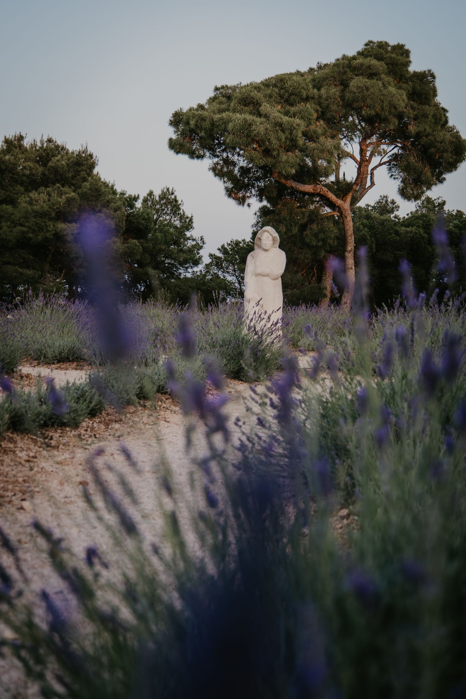 Purple lavender flowers bloom in foreground with pine trees in the distance.