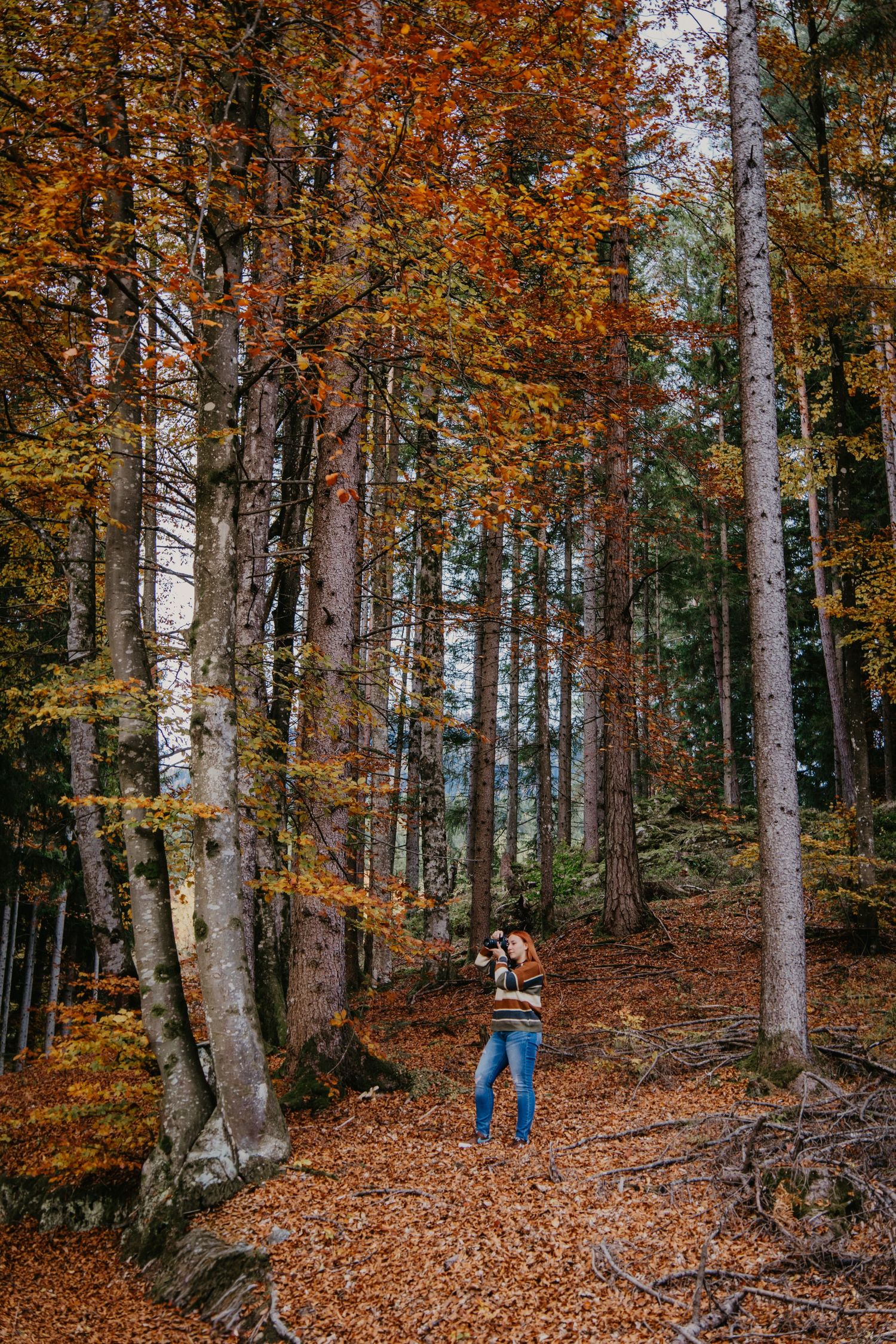 Wald in herbstlichen Farben und großen Bäumen. Eine Fotografin steht dazwischen.