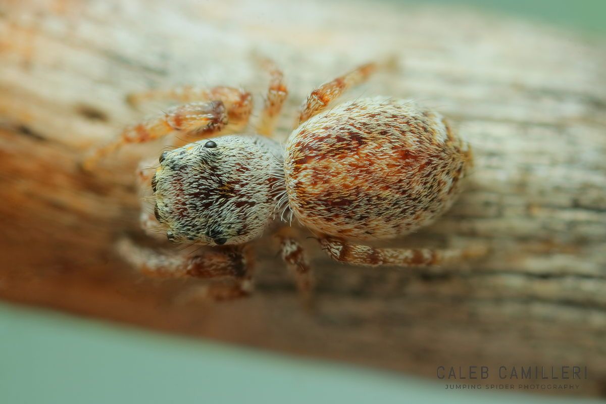Close-up of a female Metaphidippus chera jumping spider showing detailed body and leg structure.